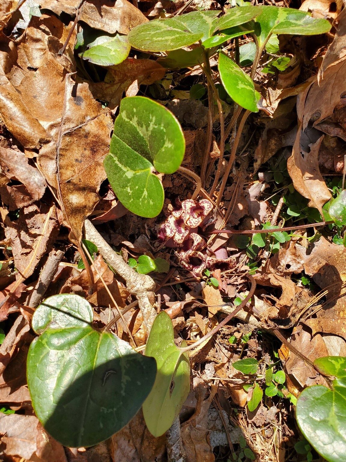 The "little brown jugs" at the base of Wild Ginger made Ray's day.