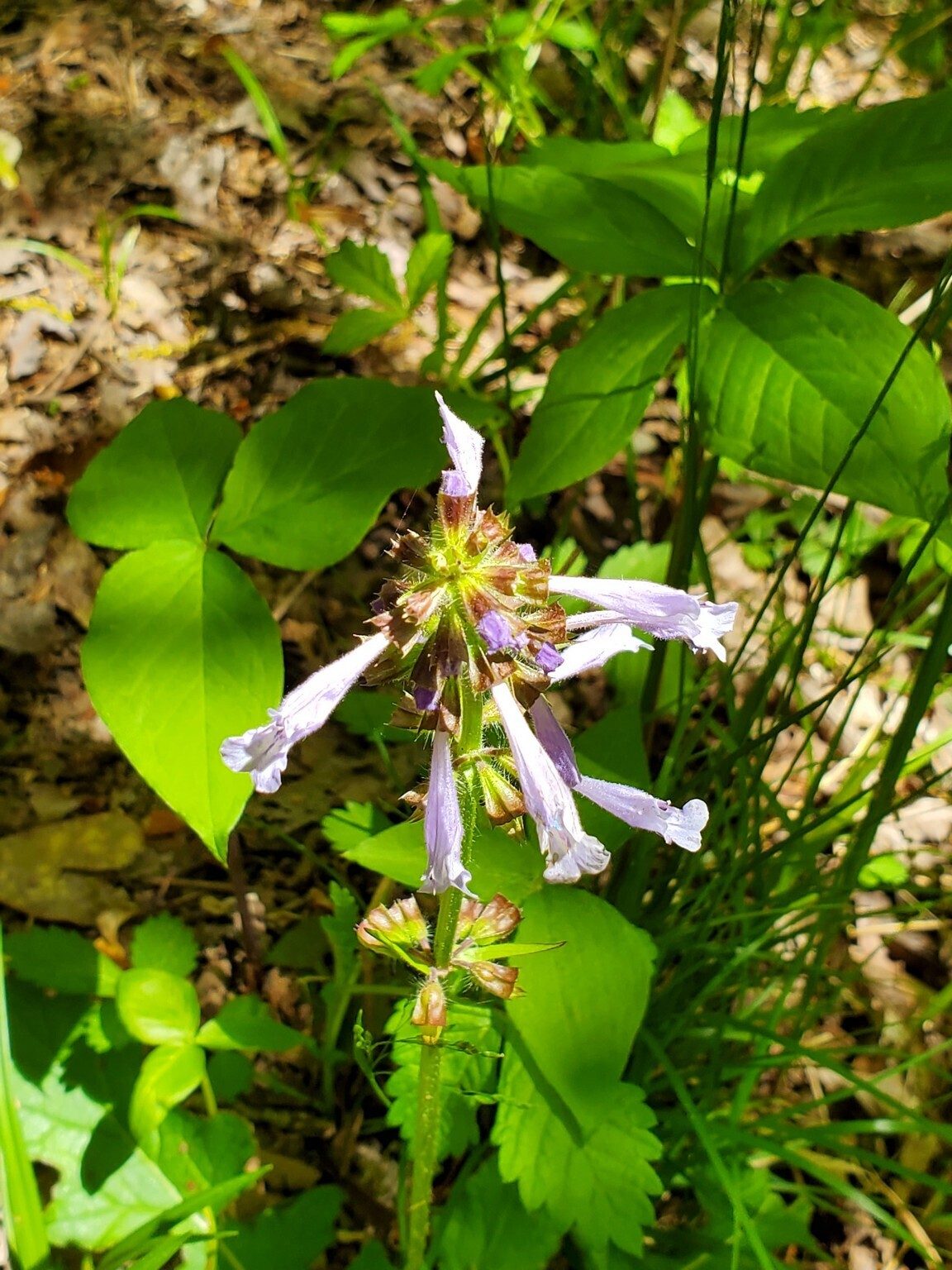 Lyreleaf Sage.