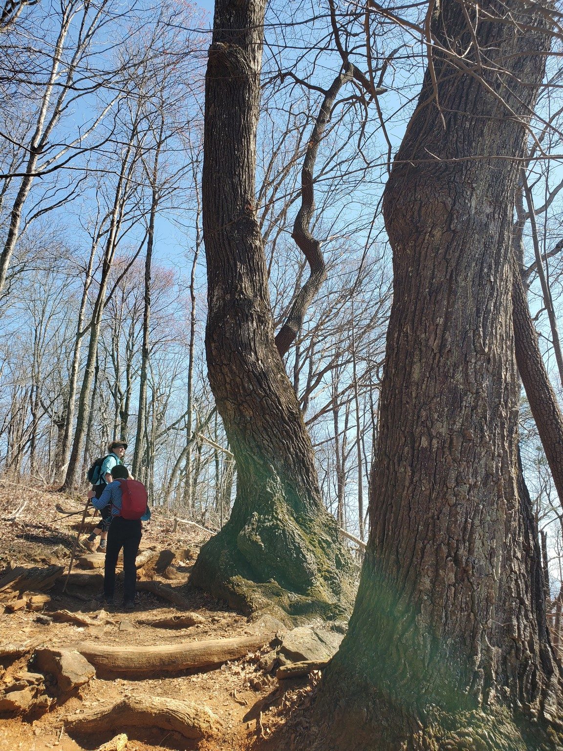 Some large, gnarly oaks that caught our eye.