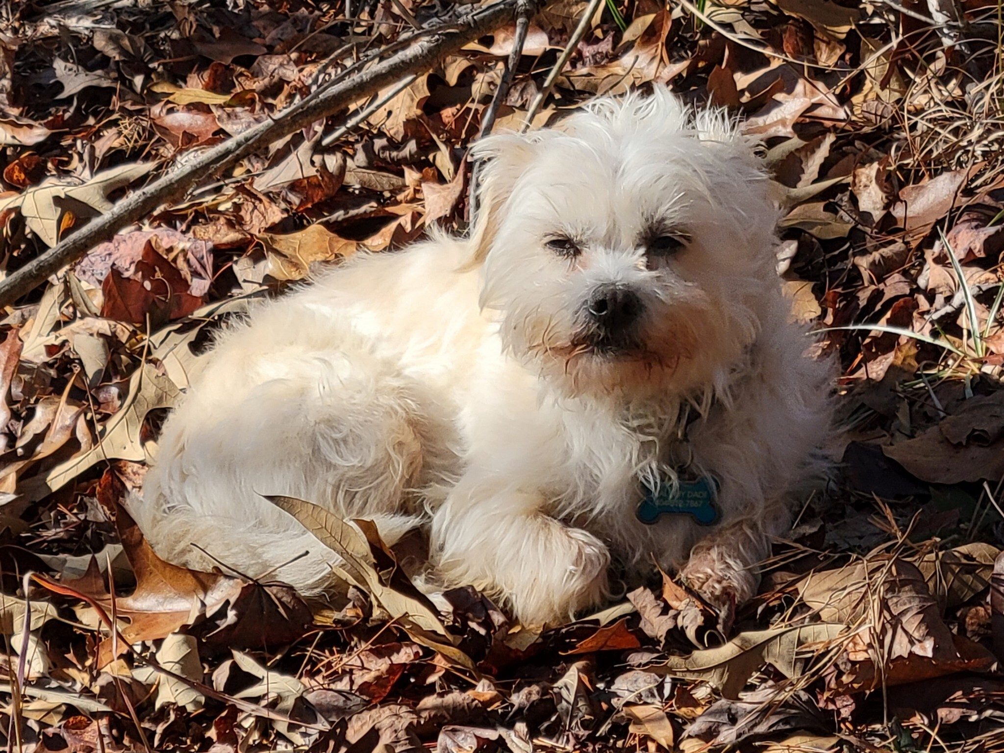 Cutie Pie has been waiting patiently for our return from hunting the waterfalls.