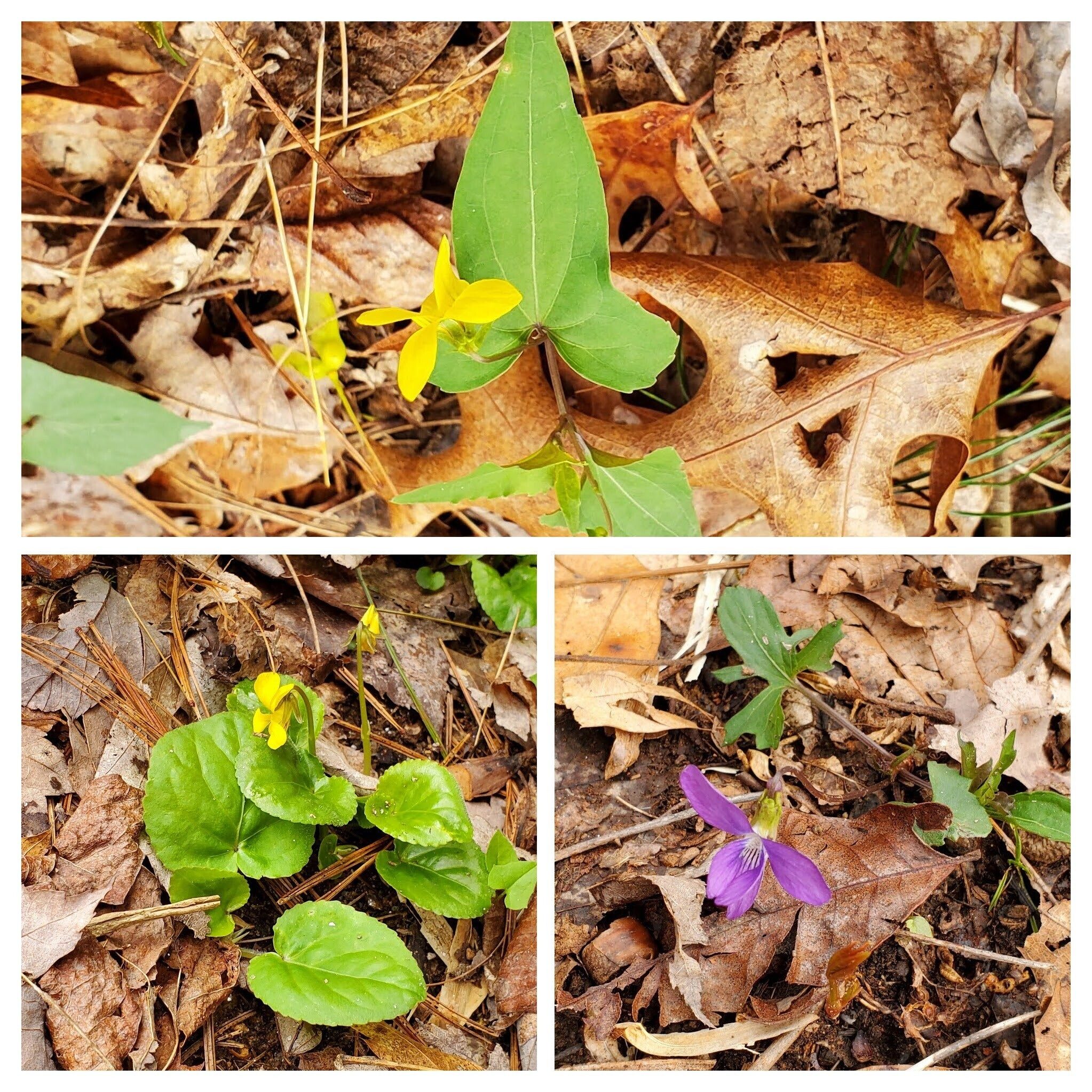 More violets with the one at the lower right being an Arrowleaf Violet