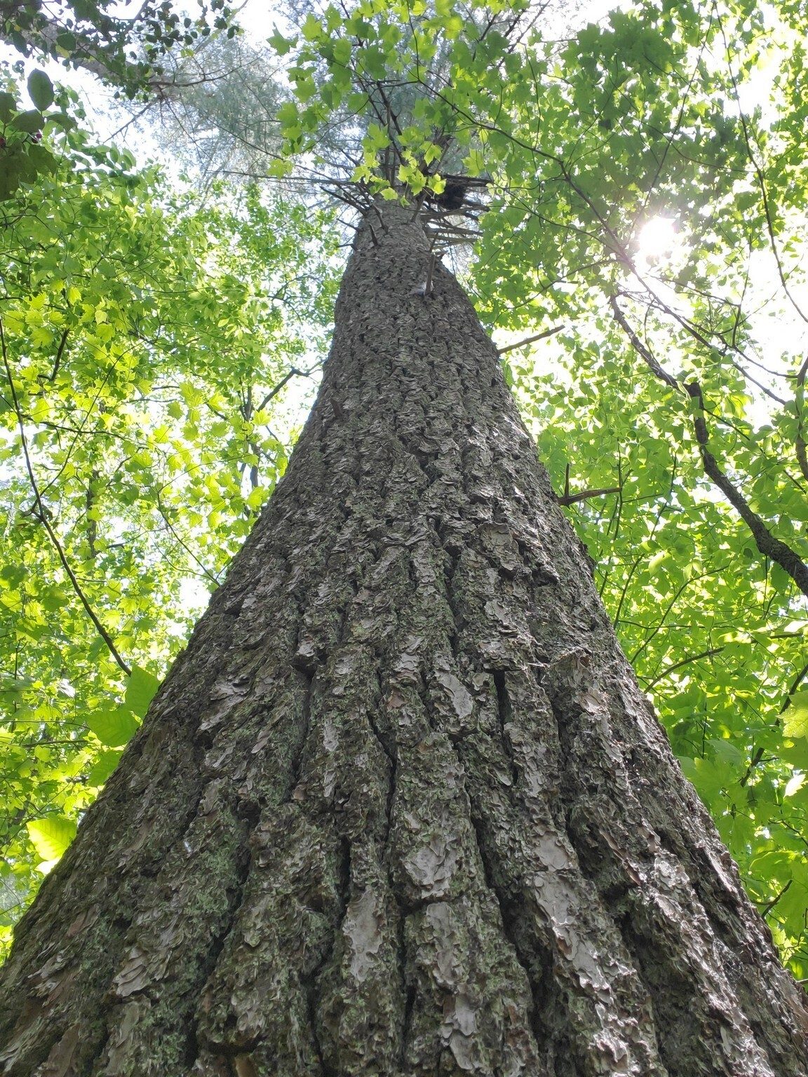 A final pic . . . lots of very large Pines along this trail.
