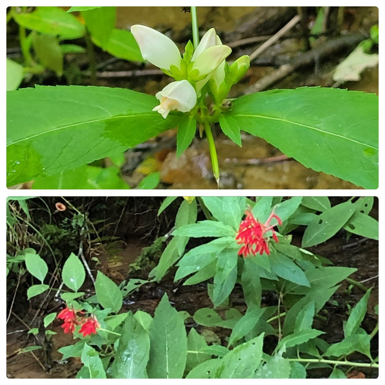 Only found growing in the one small bog along the trail, top: White Turtlehead & bottom: Cardinal Flower.