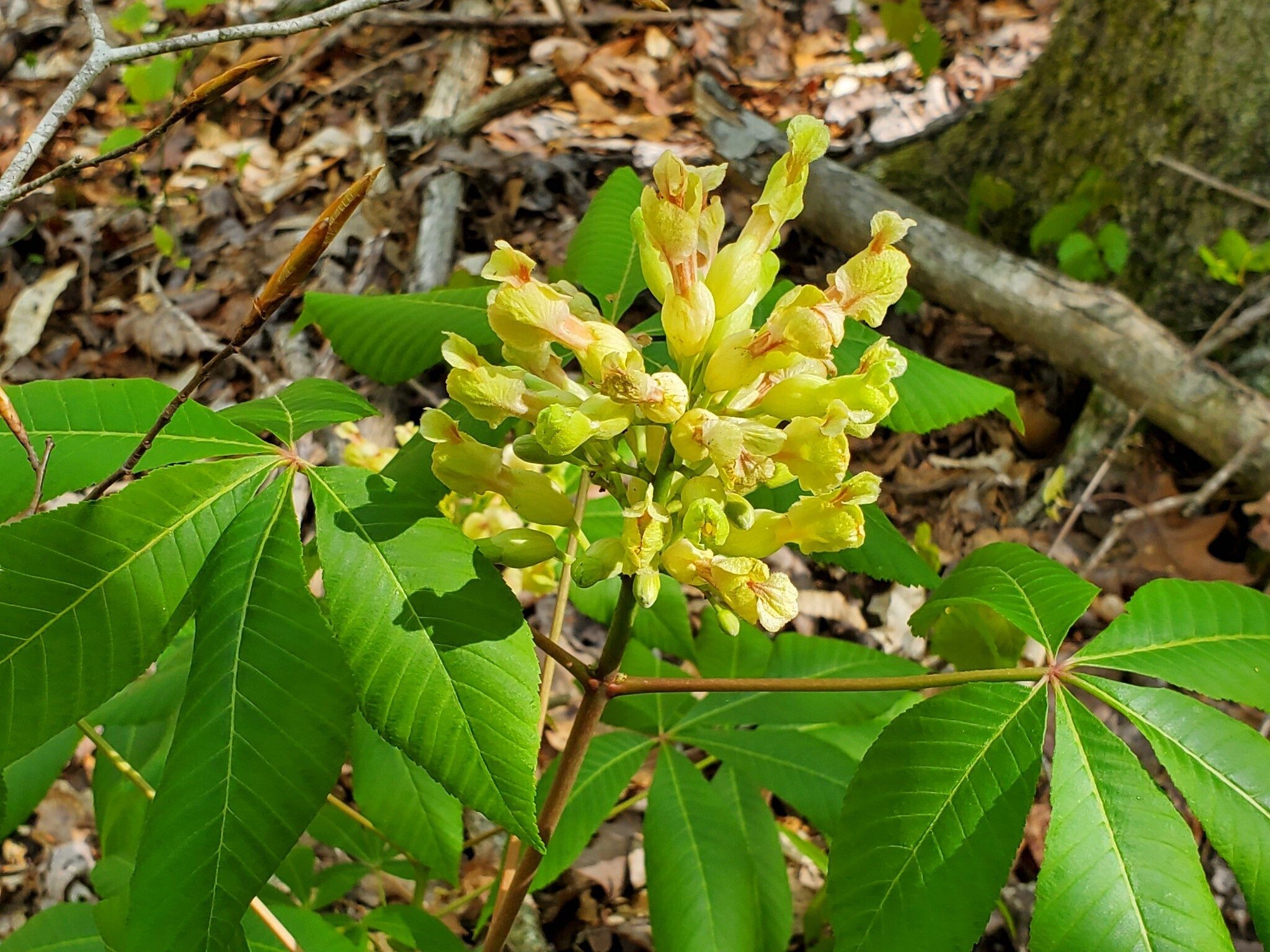 On of several nice example of Yellow Buckeye seen along the trail.