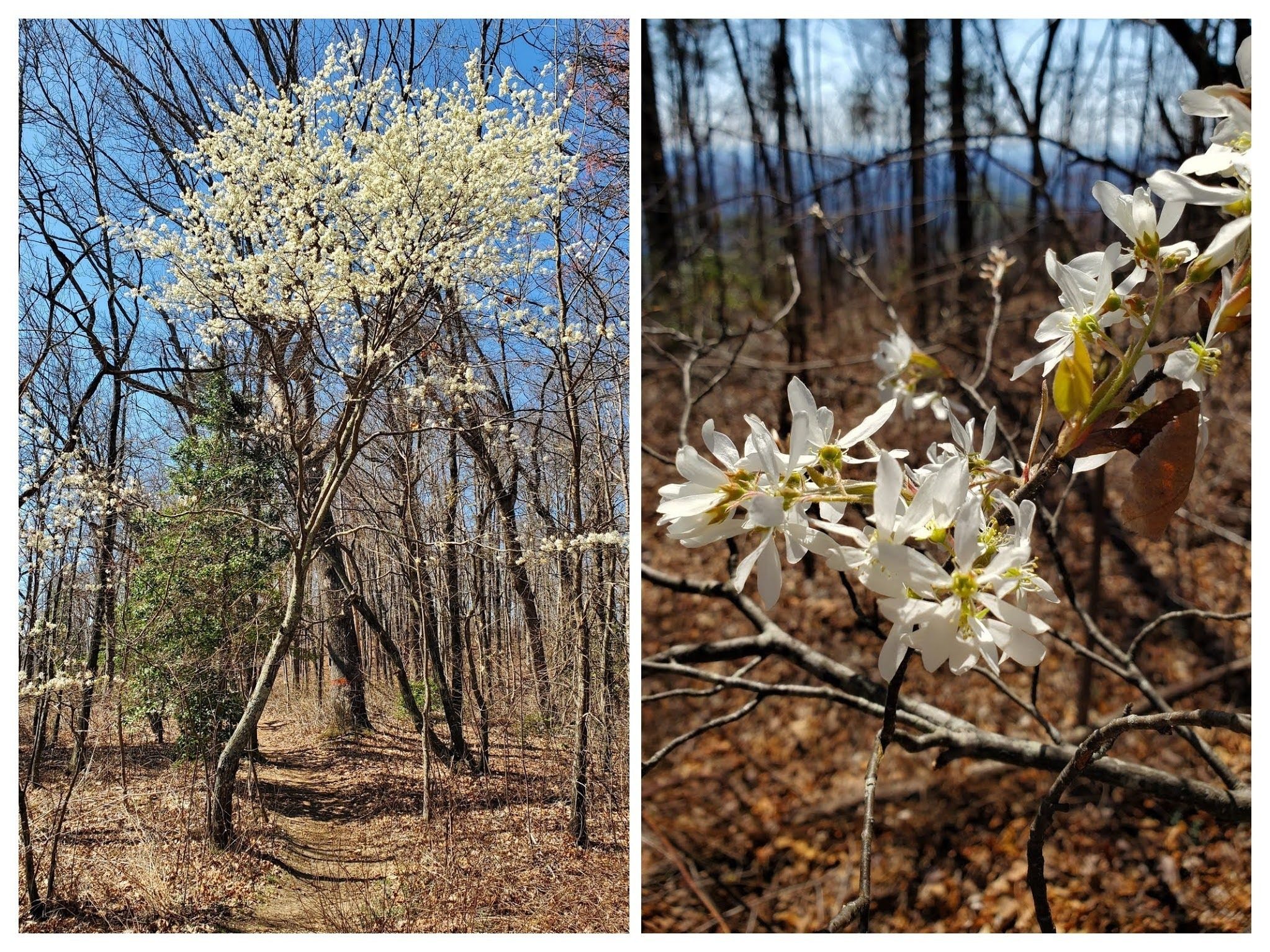 A beautiful Serviceberry.
