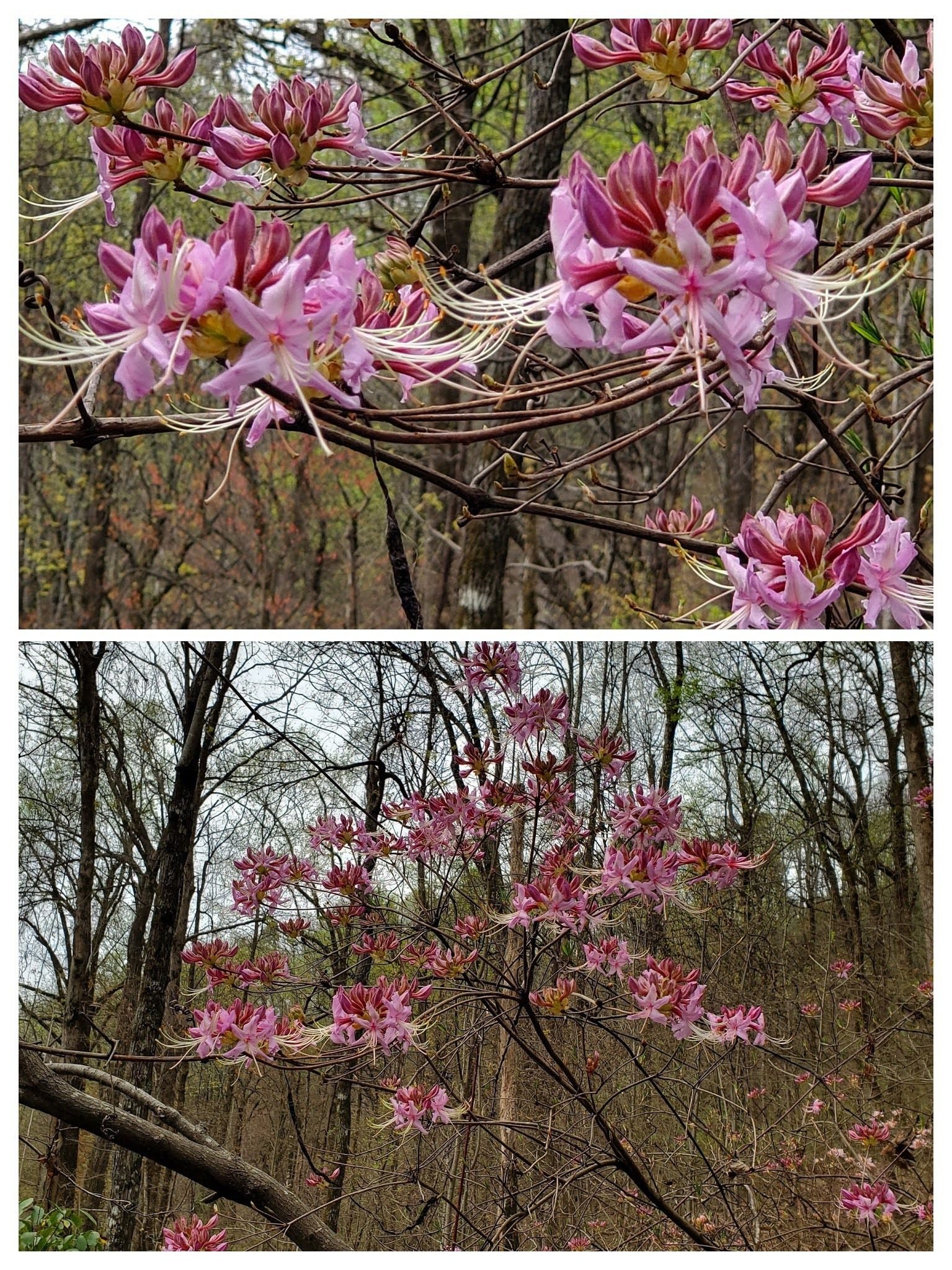 A cluster of several Native Azaleas just off the trail.