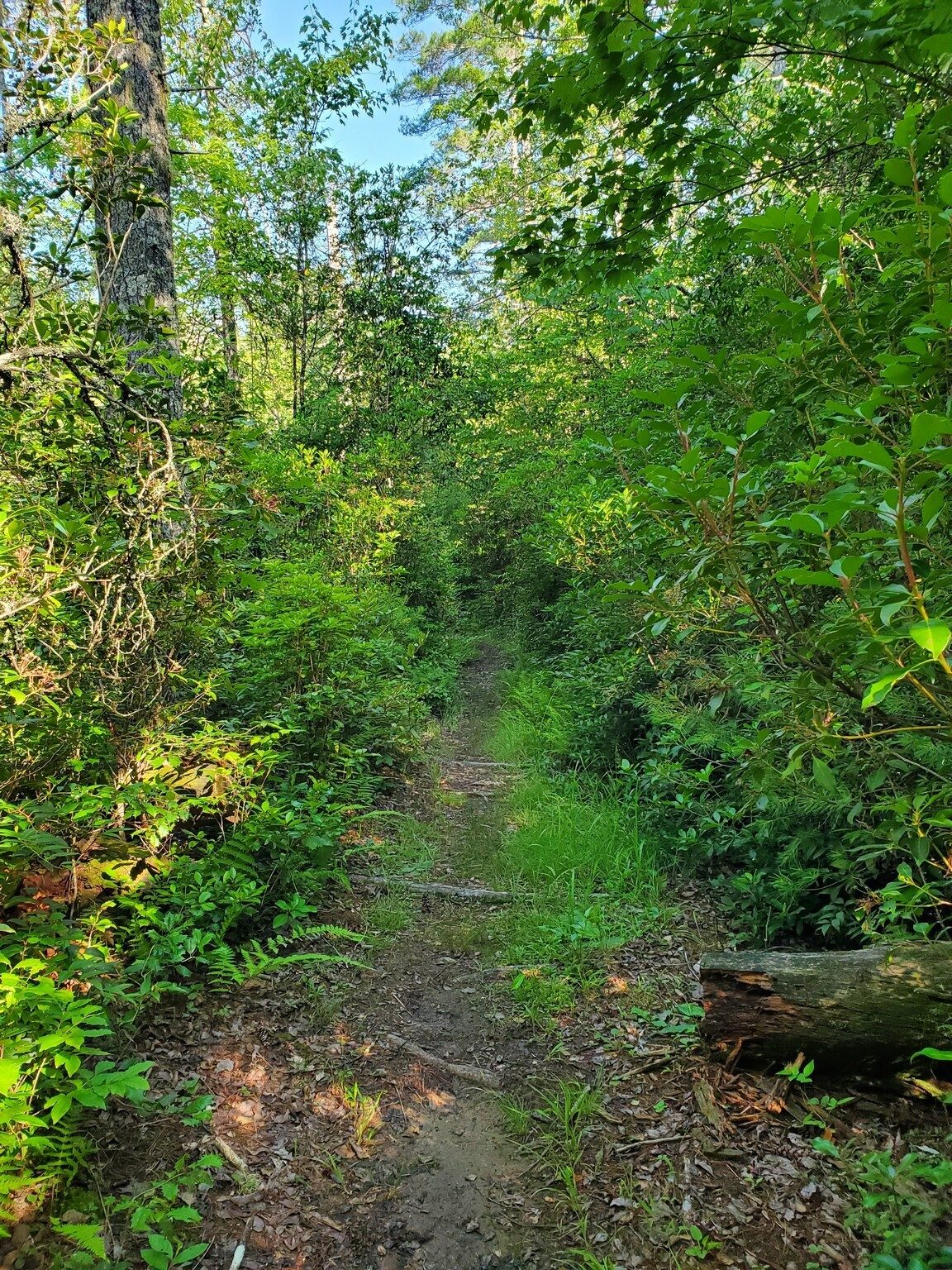 Not a bad trail at all.