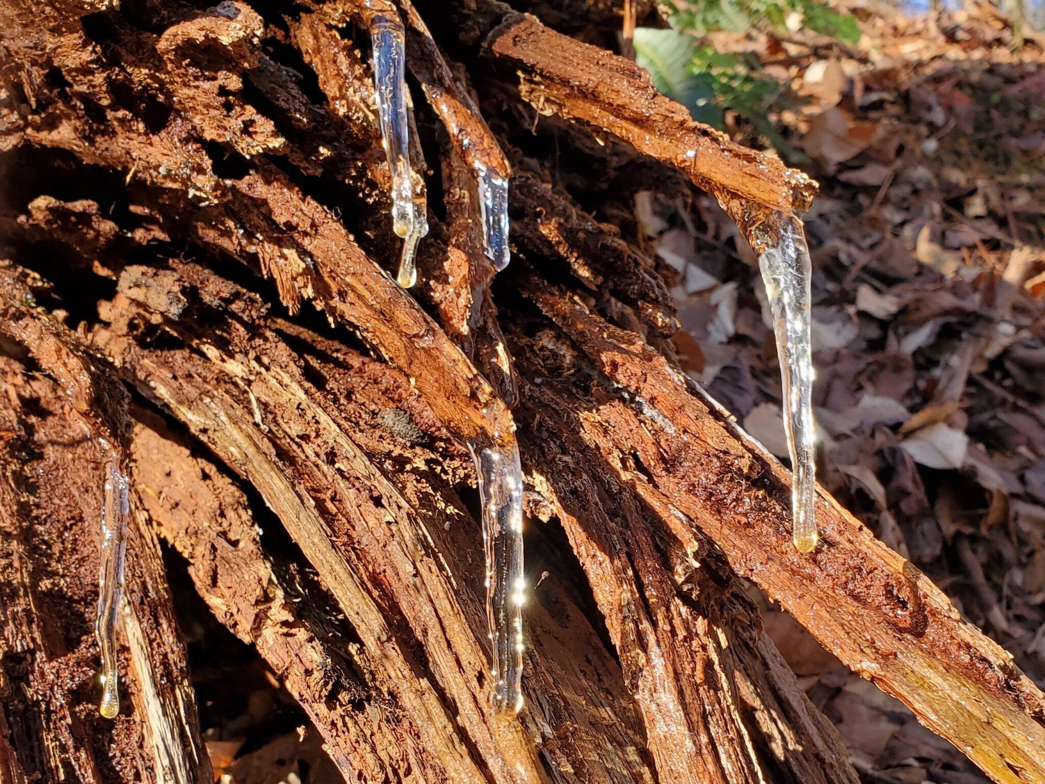 Heather pointed out this nice display of small icicles just beginning to melt in the morning sun.