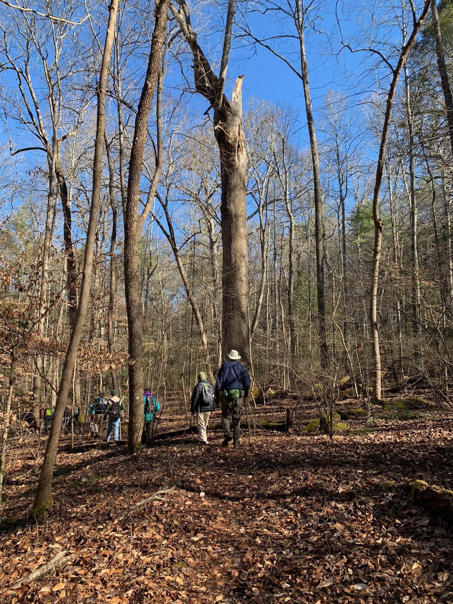 Headed back to the trailhead . . . one last look at the largest Poplar.