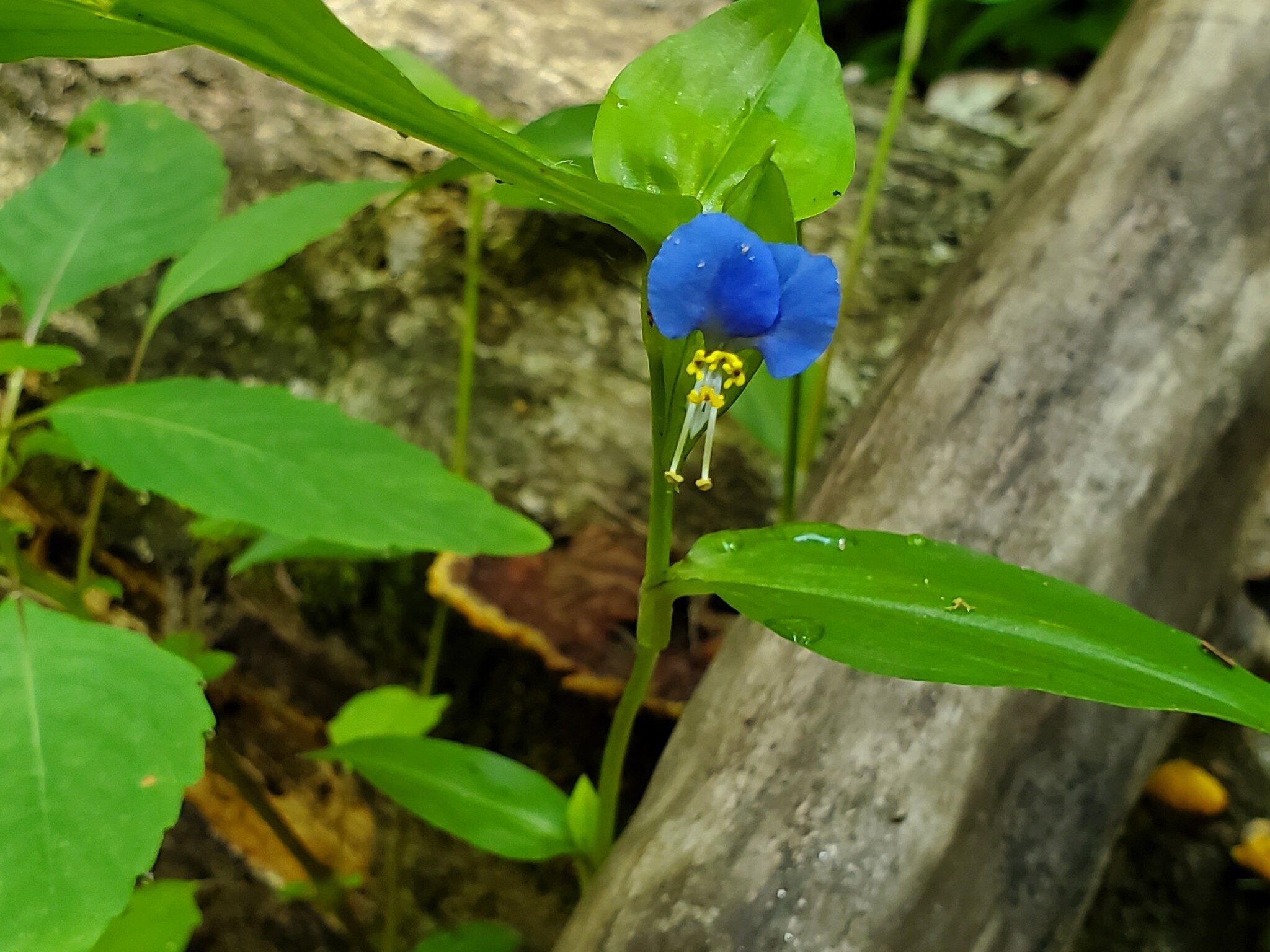 Love the true blue color of the Asiatic Dayflower.