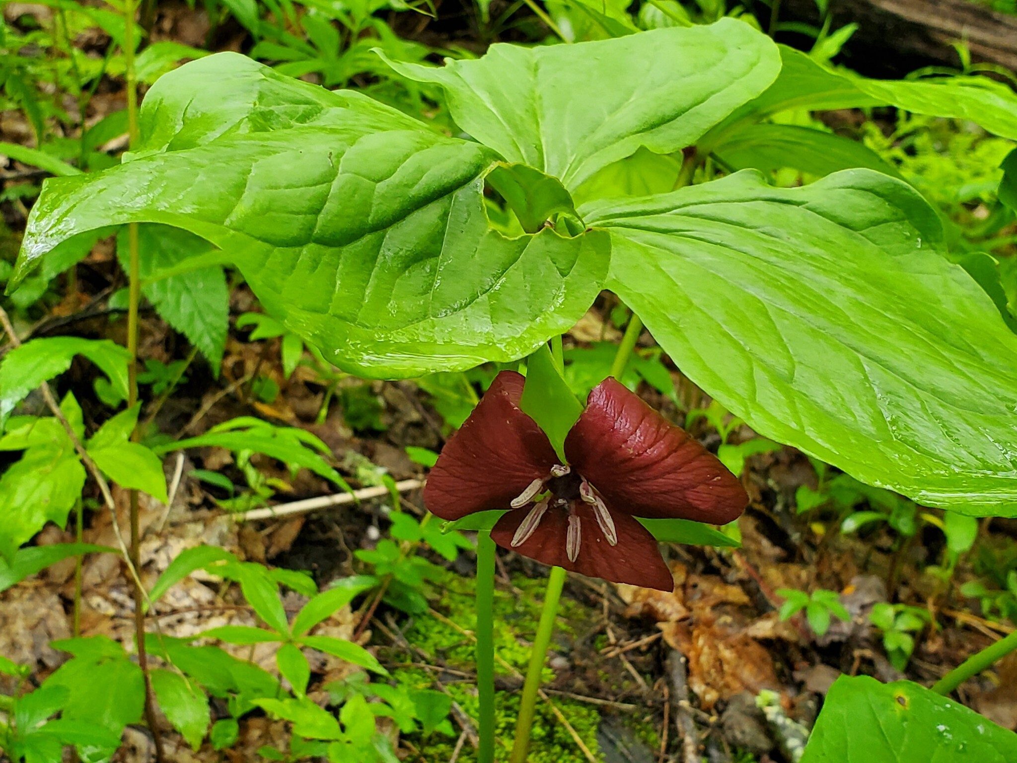 One of several late season Catesby's Trillium seen today.