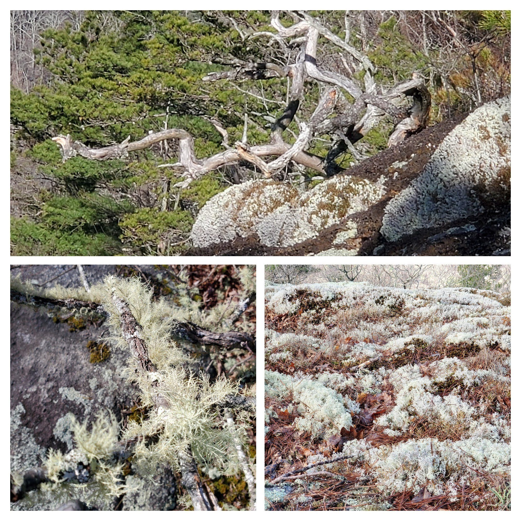 Interesting things on Jones Knob.