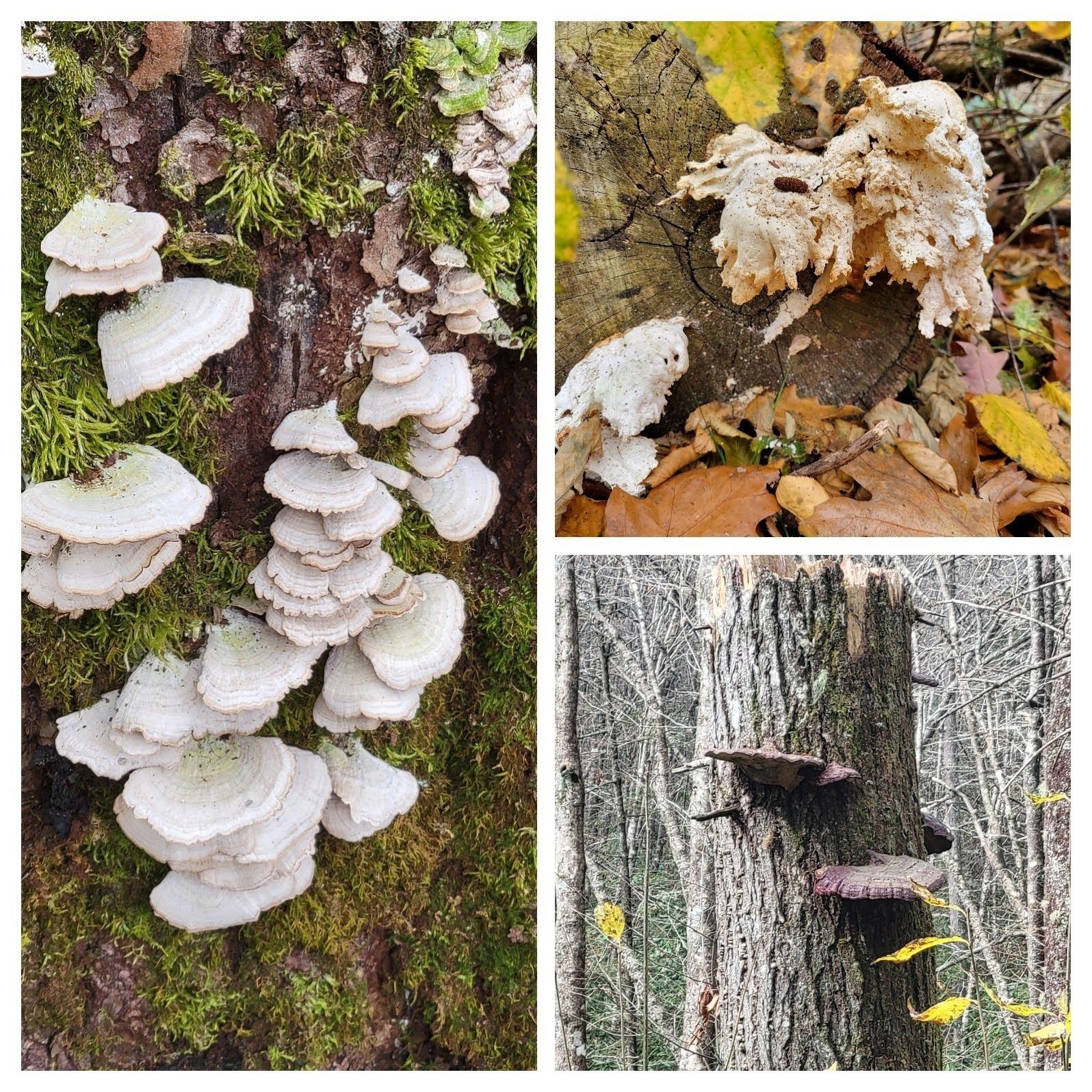 Fungus along the way.
