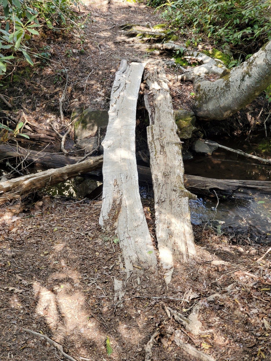 Some things seem to never change like this log bridge at the start of the hike.