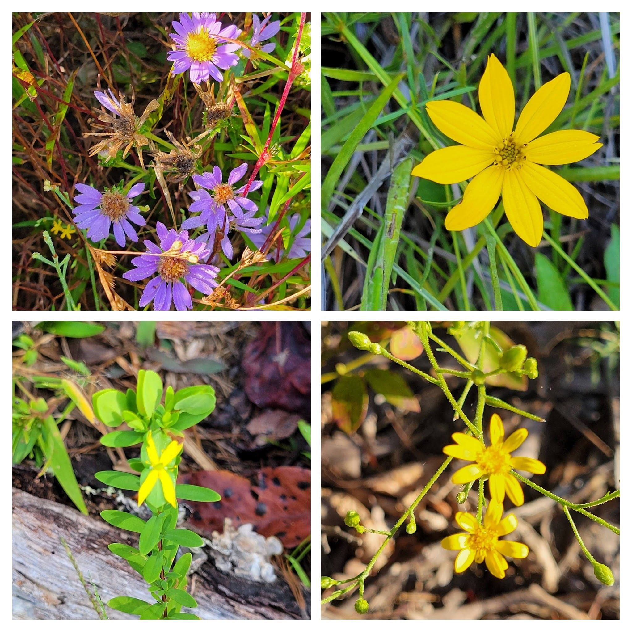 While not masses of wildflowers, there were enough to spark some interest.