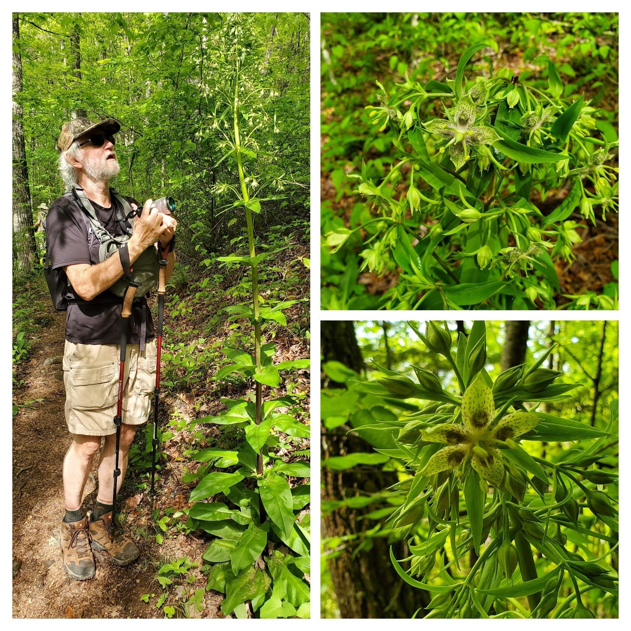 Surprise!   Unusual to see such a large number of American Columbo plants in bloom.  Mitch is about ready to take a pic of a  very tall one.