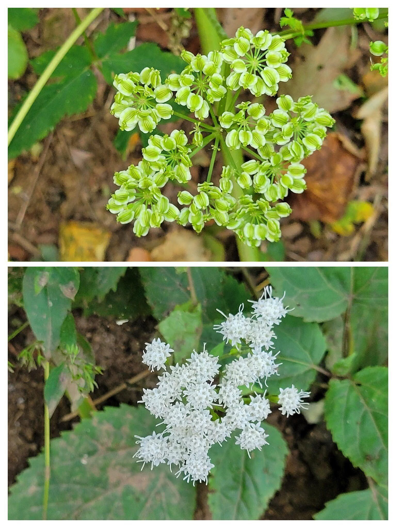 Filmy Angelica (top) and Snakeroot (bottom) are eye catchers.