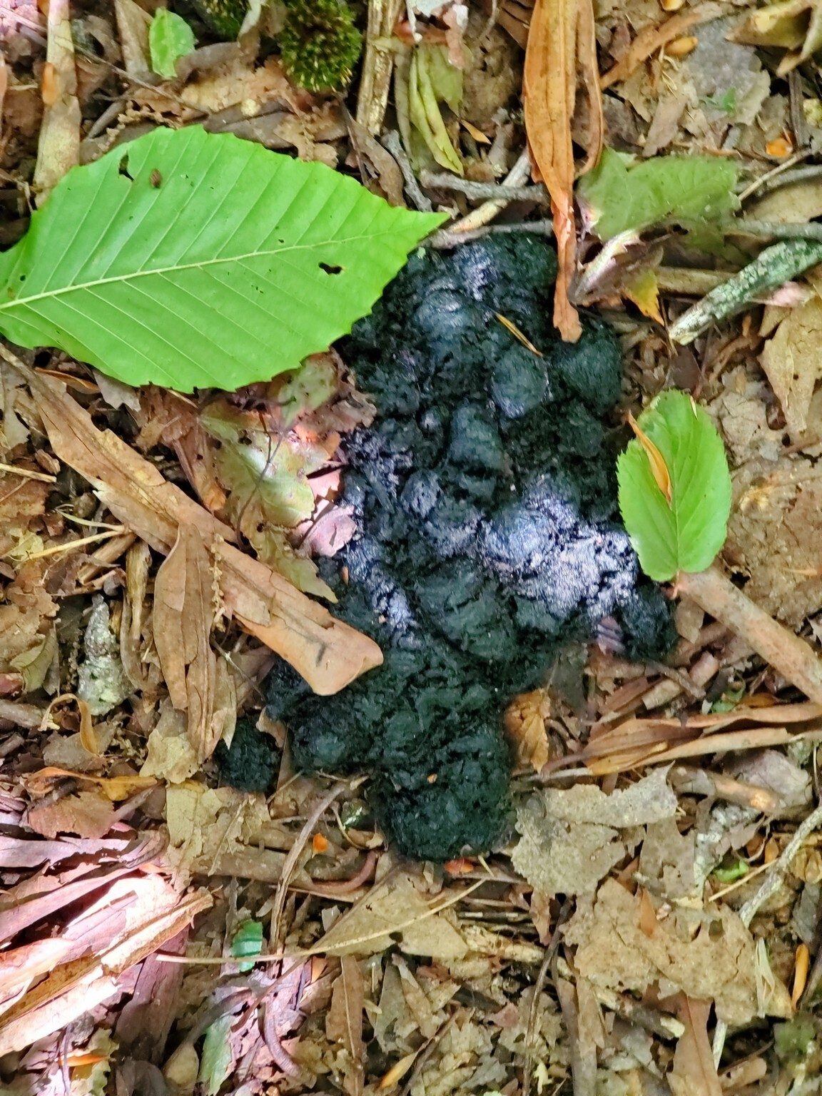Lots of bear scat today along this trail.  Vic, you want to take lead again?