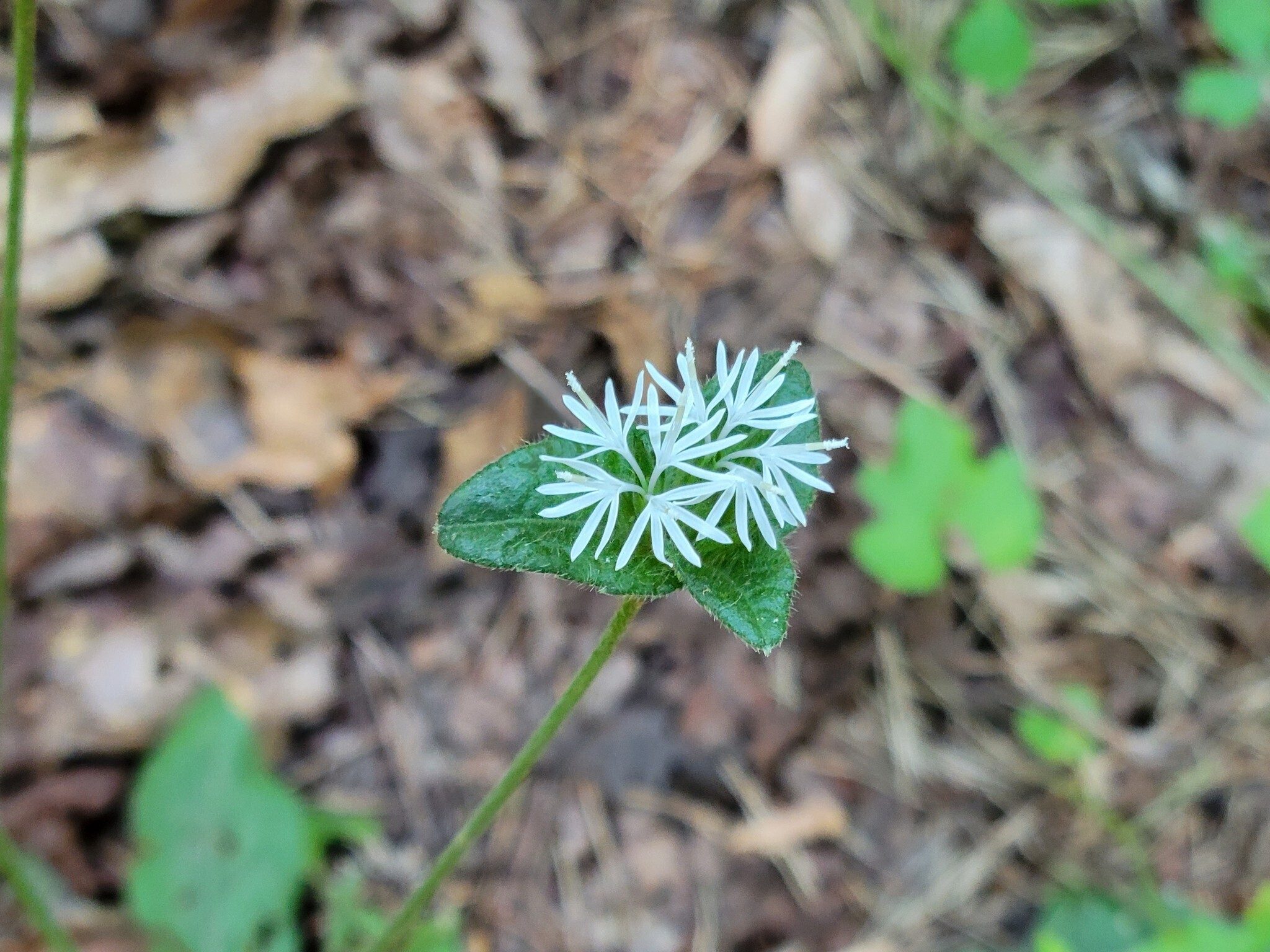 Hairy Elephant's Foot, a.k.a. Devil's Grandmother . . Just about the only blooming wildflower seen today.