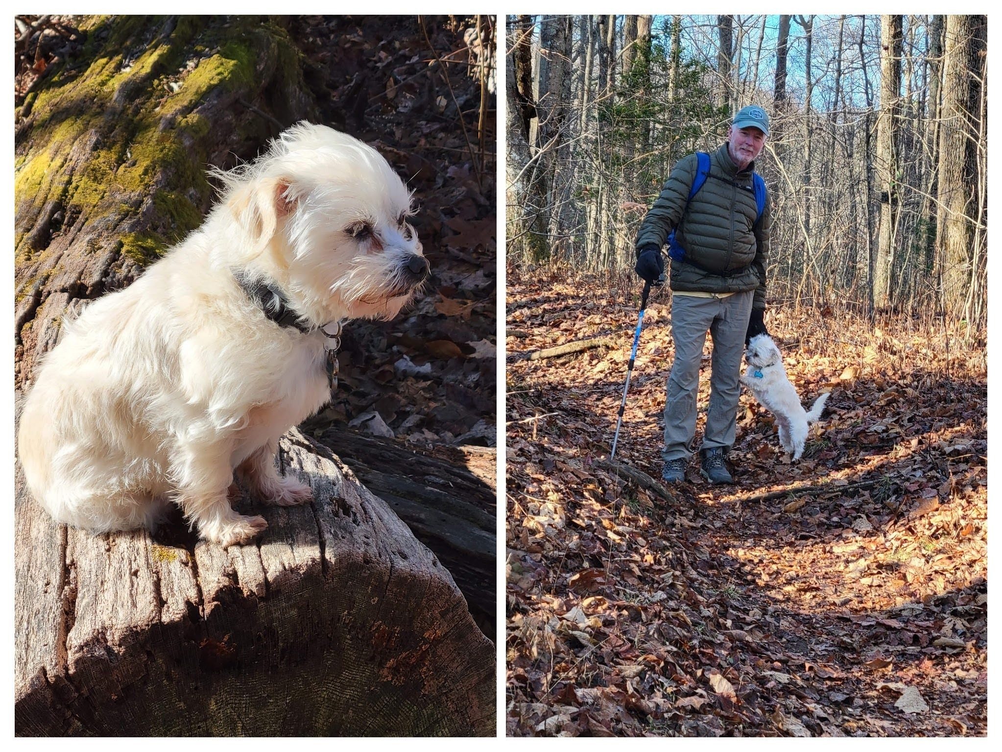 Cutie Pie, "Trail Dog of the Day!"  He would give the Eveready Bunny a run for the money!