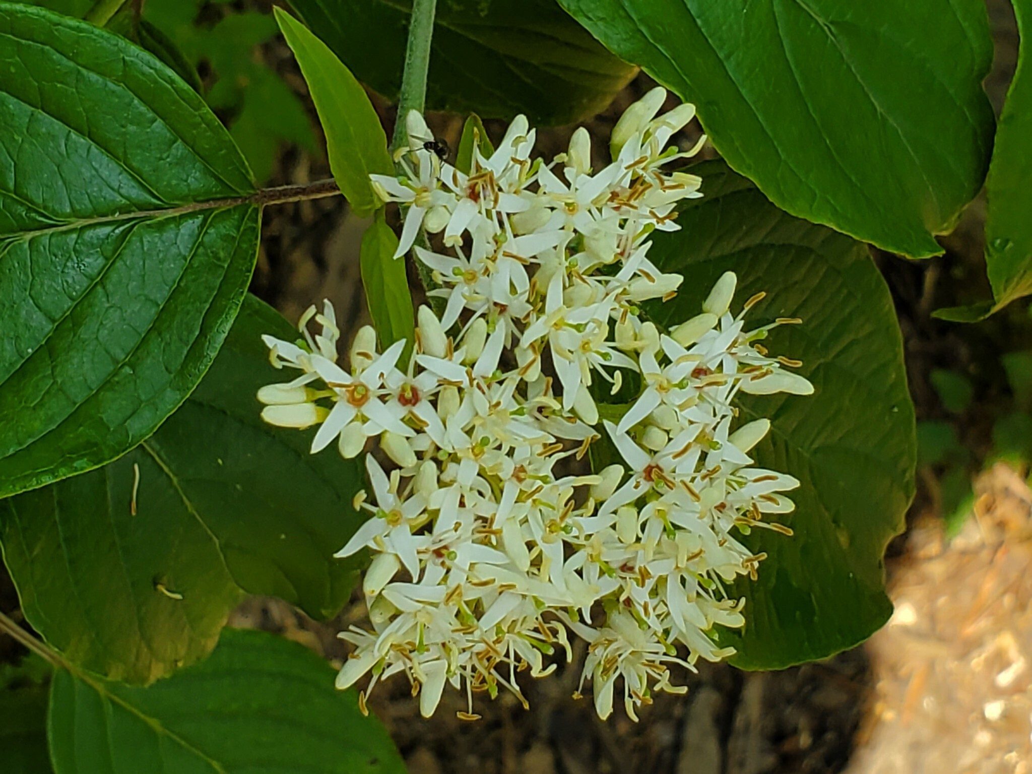 Silky Dogwood