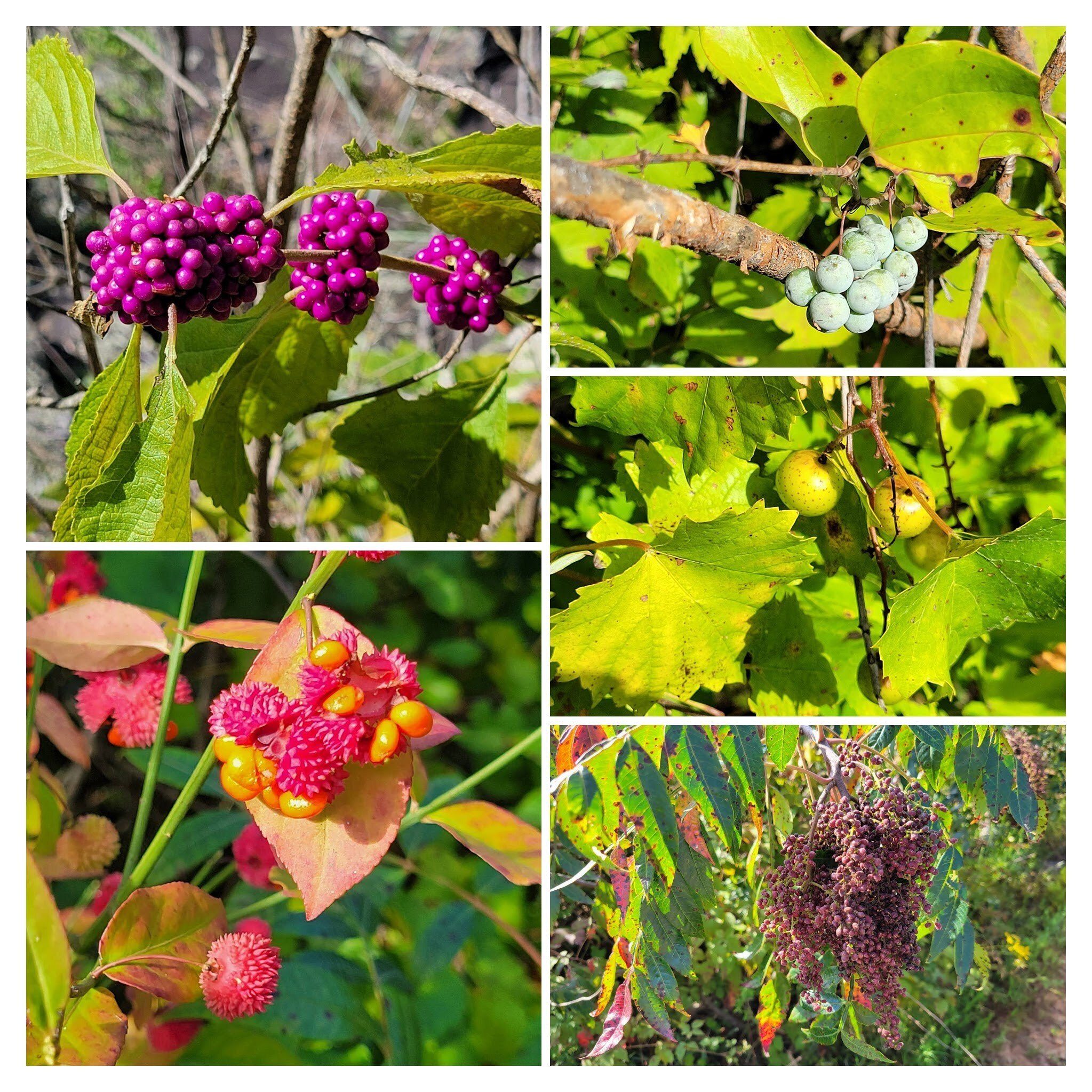 But, there were quite a number of fruits along this final section of our hike.