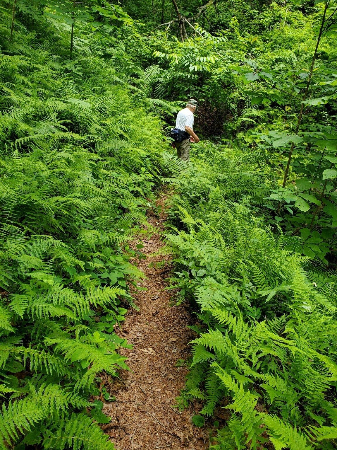 Vic leading the way through a fern-lined trail.