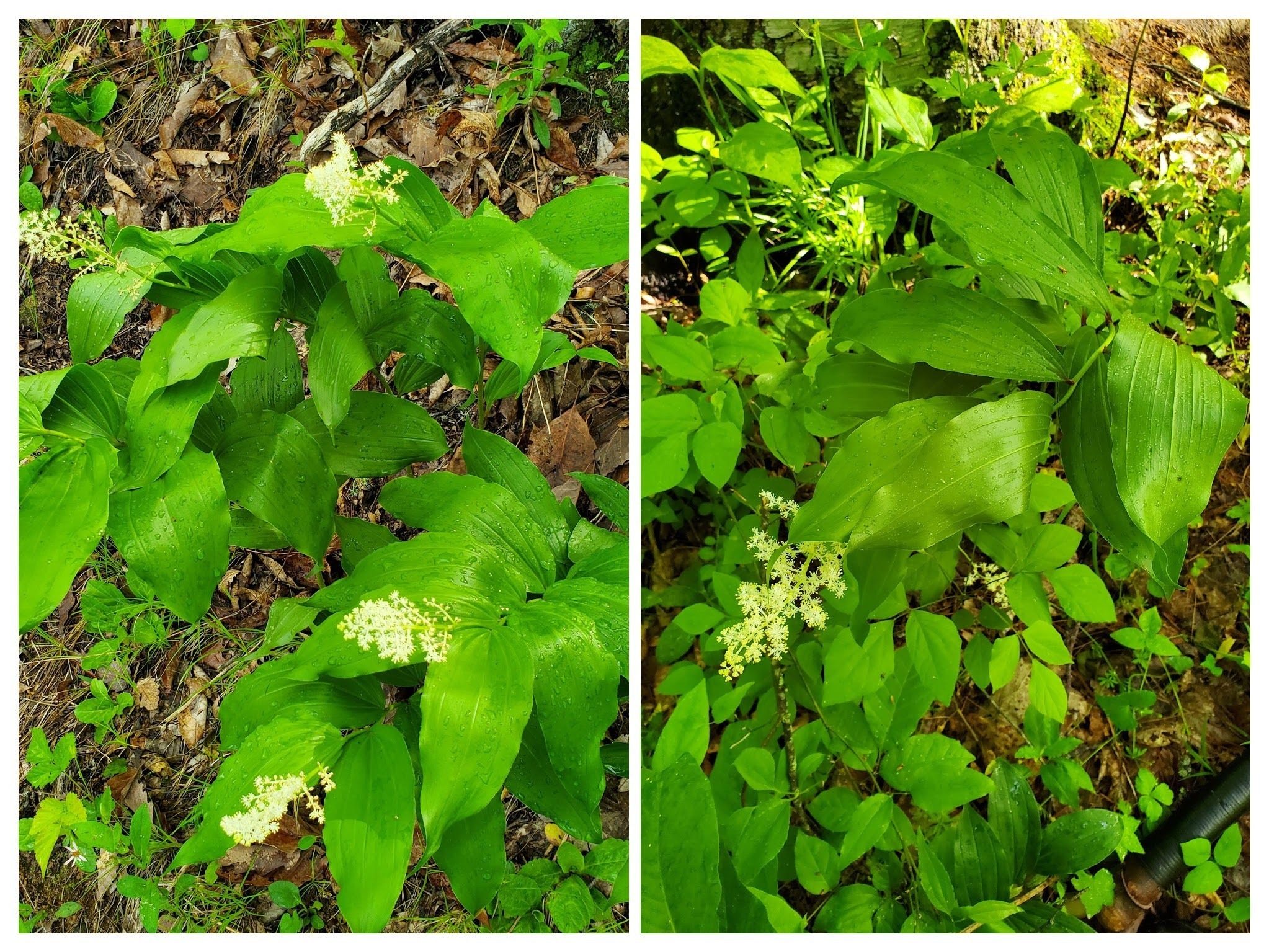 The trail was lined much of the way by these really healthy and blooming False Solomon Seal plants.