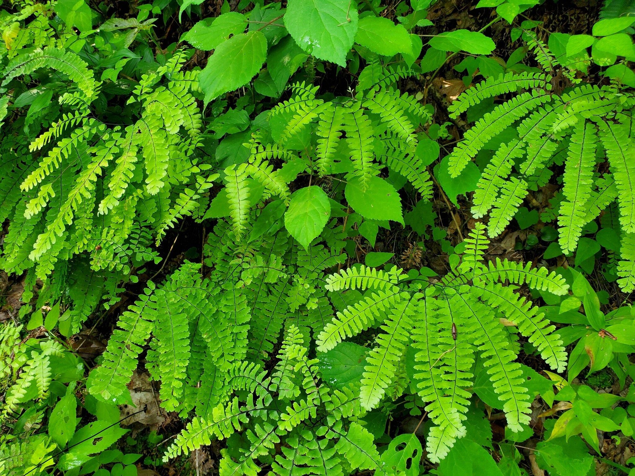 A picturesque clump of Maidenhair Fern