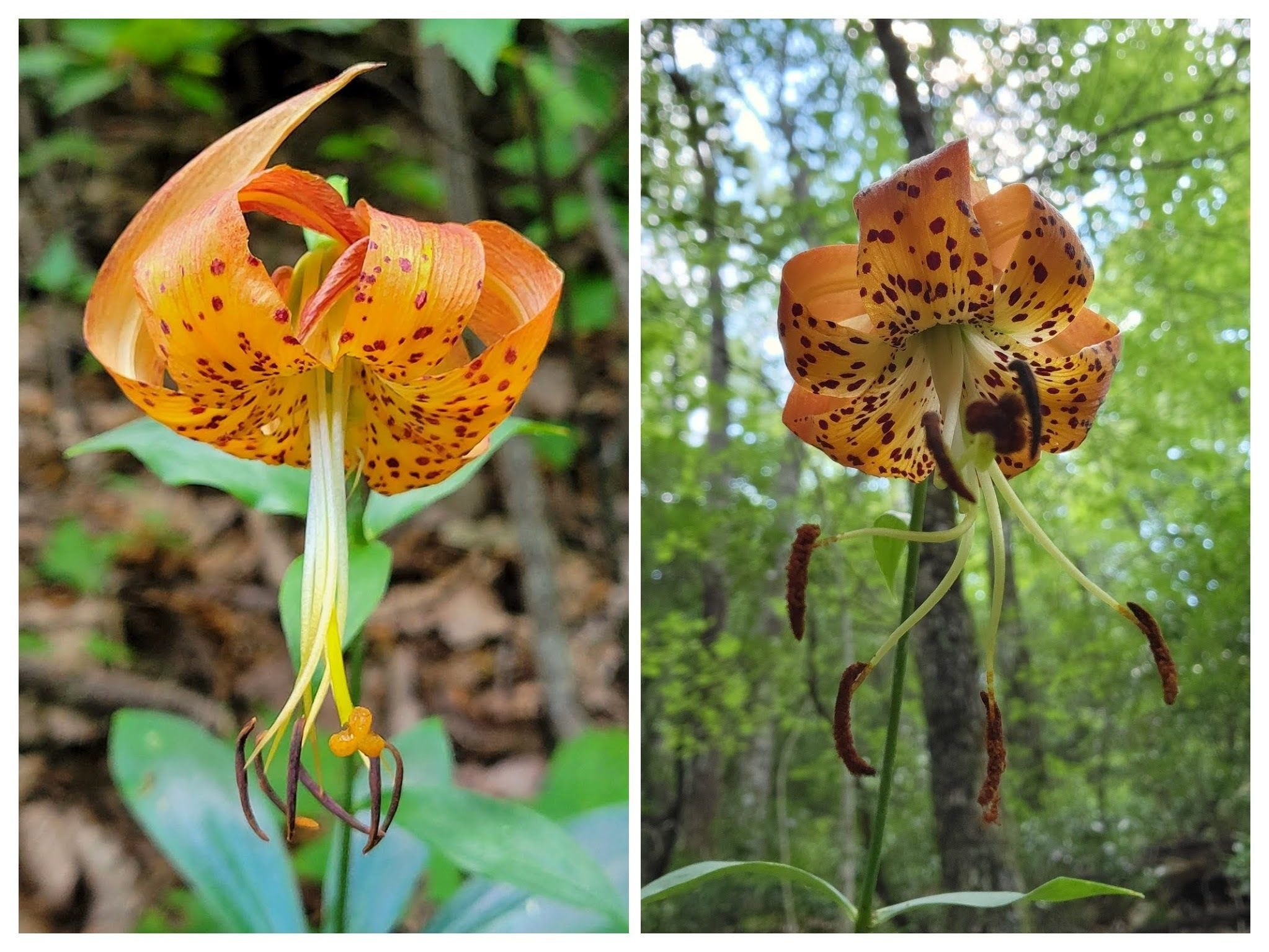 One of the highlights of our hike, a couple of Carolina Lilies.