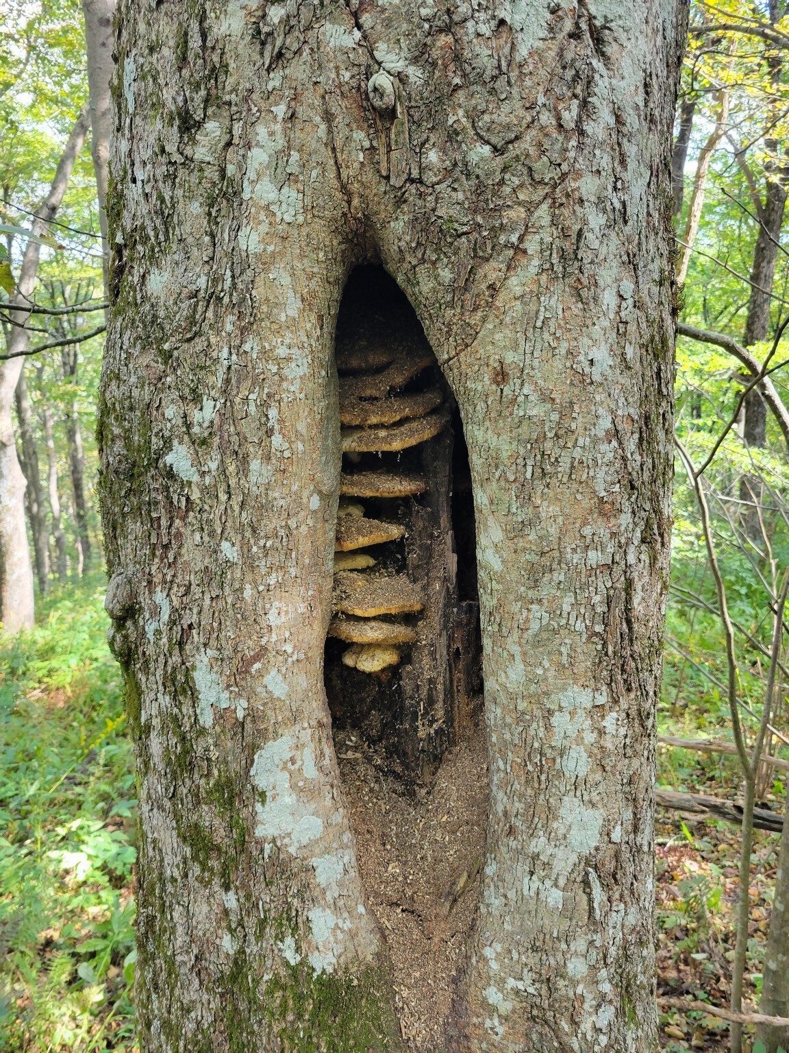 A curious sight with a stack of mushrooms in the hollow of this tree.