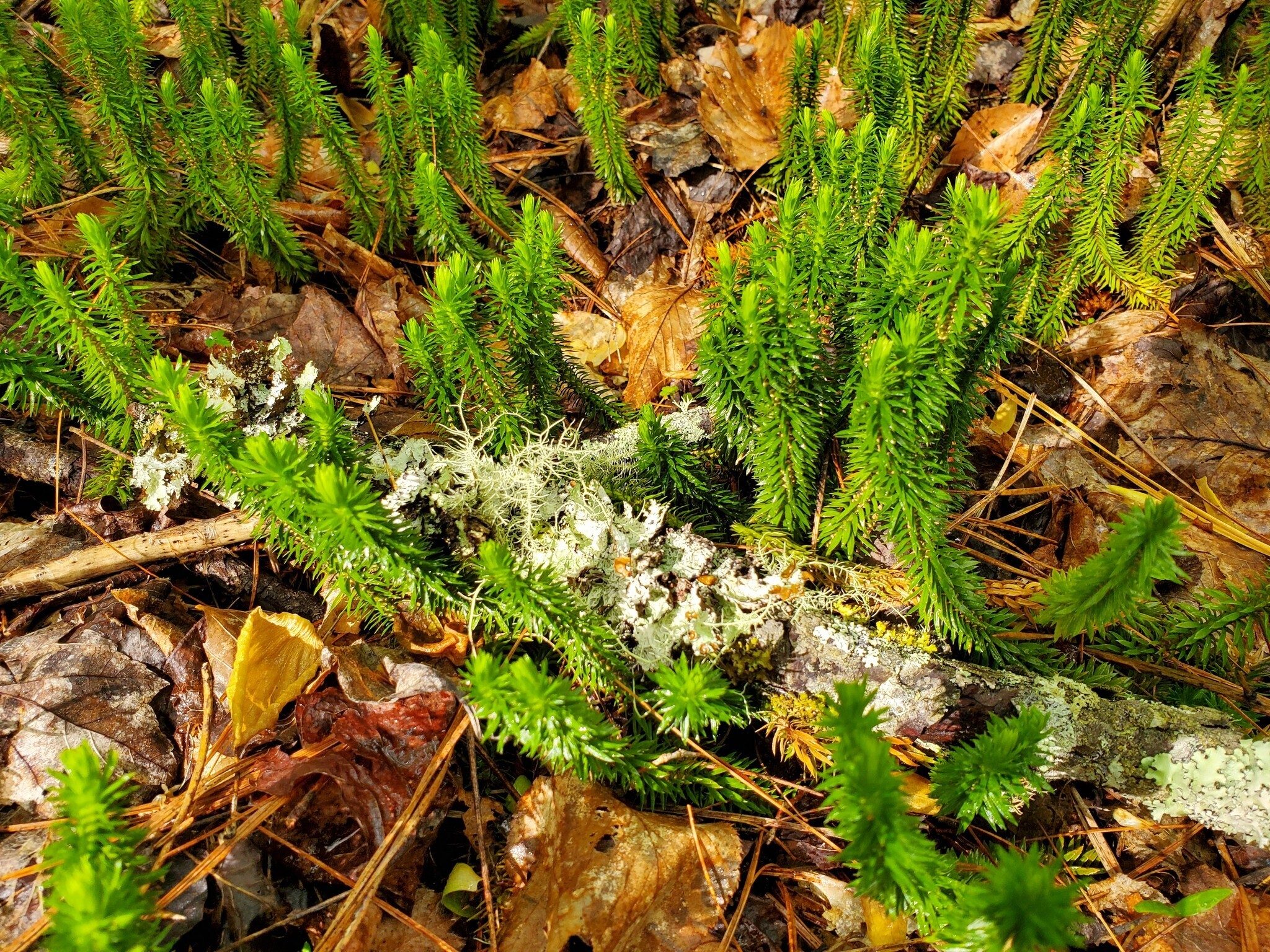 The only example of Ground Pine seen today.