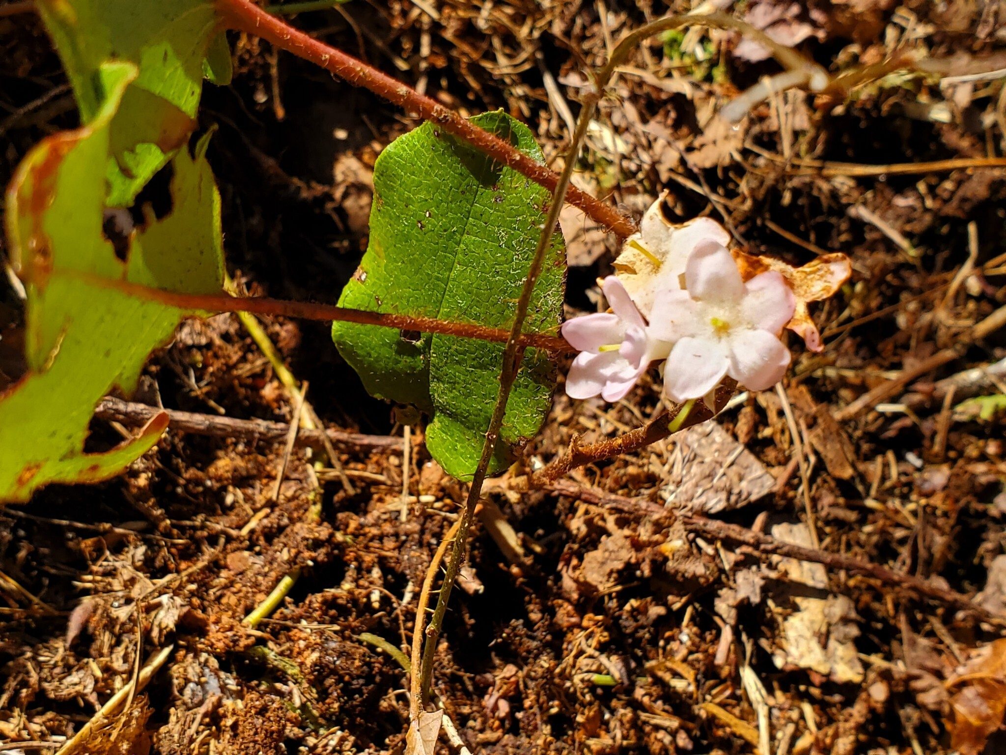 This Trailing Arbutus found near the end of the hike made Ray's day!
