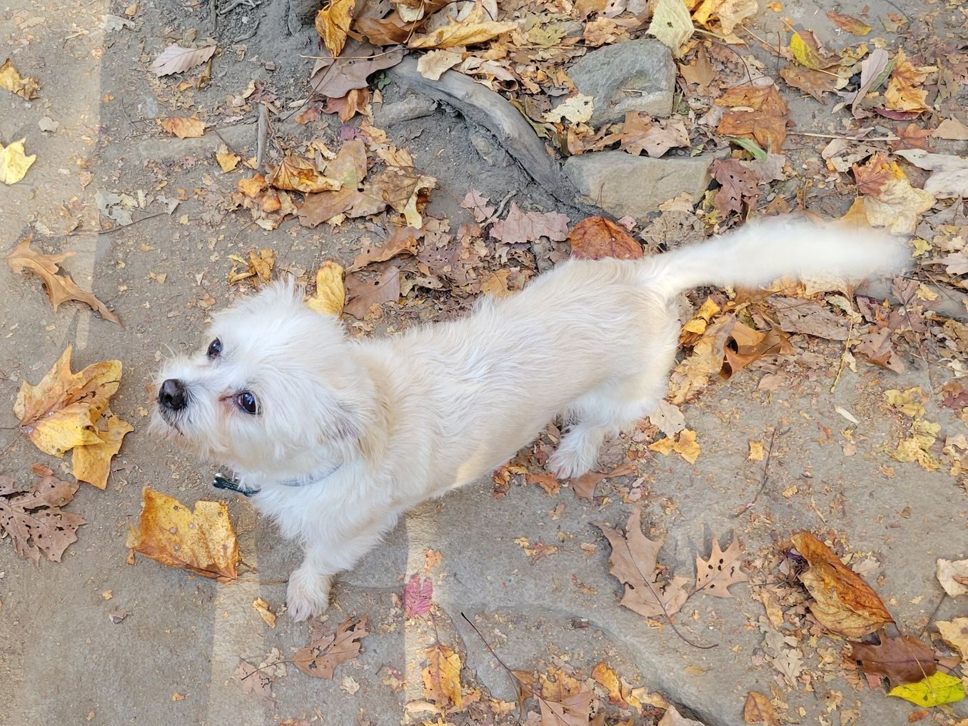 Cutie Pie seems to always  enjoy these hikes.