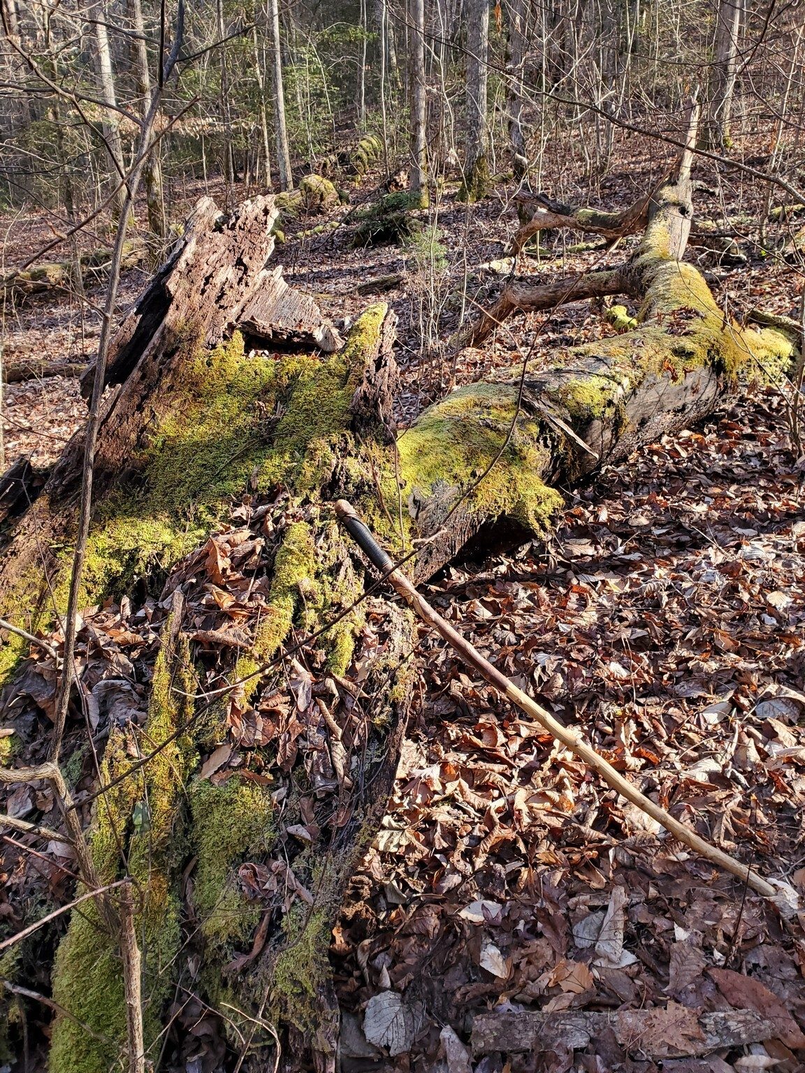 The tops that were blown out of the largest Poplar were massive.