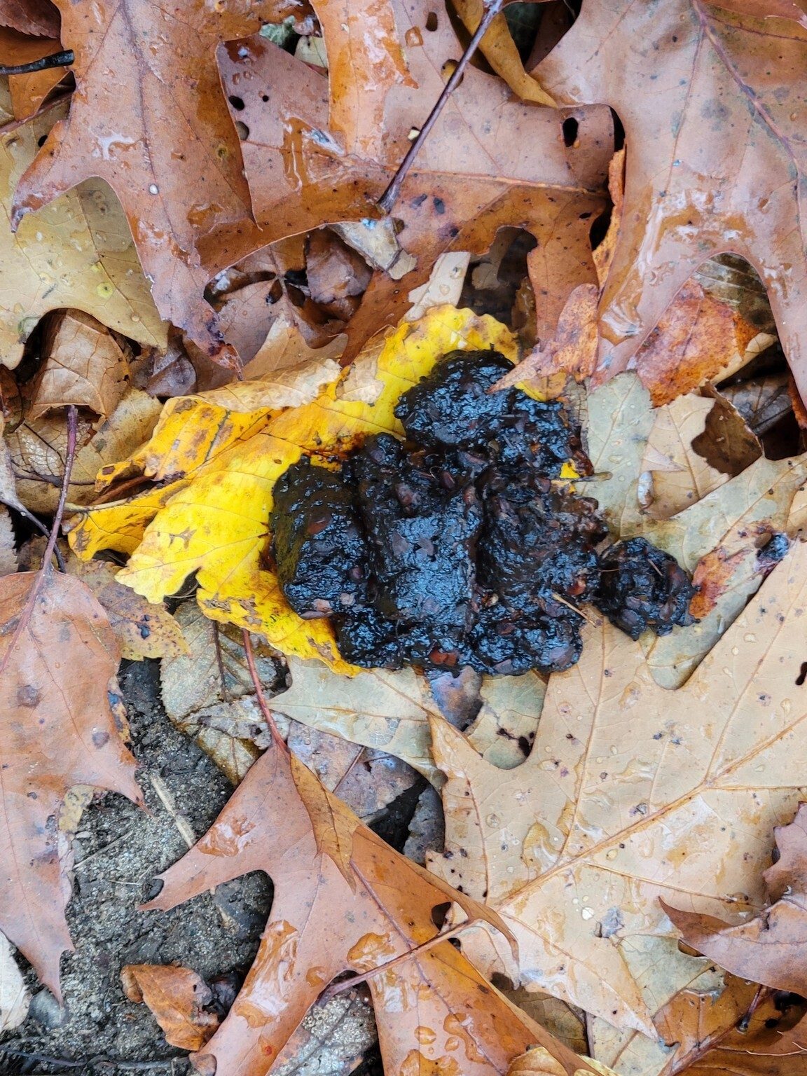 We saw a couple of instances of bear scat in the middle of the trail.  That will get your attention!