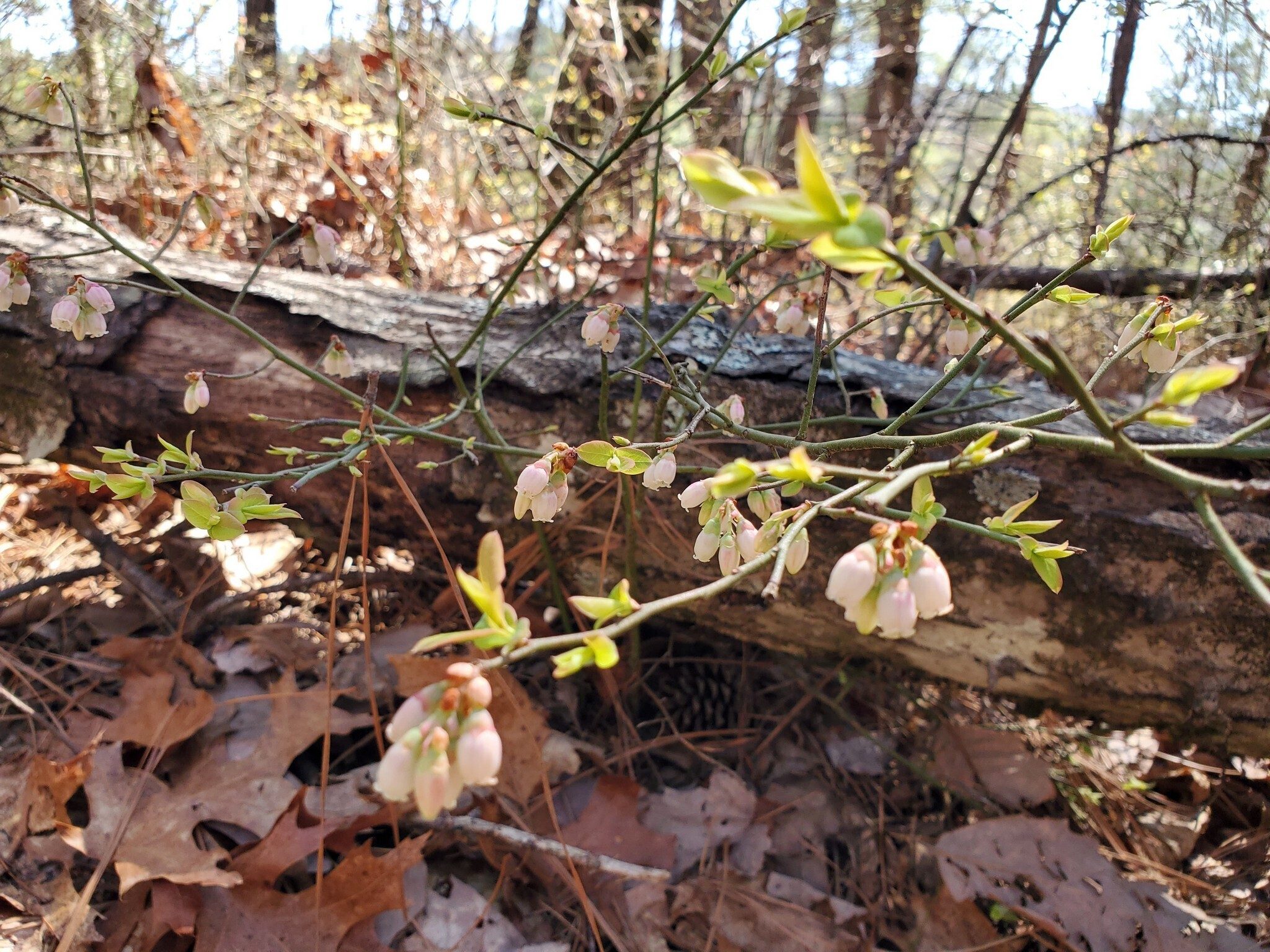 Even the Huckleberries seemed to not be affected by the past 3 nights of sub-freezing temperatures.