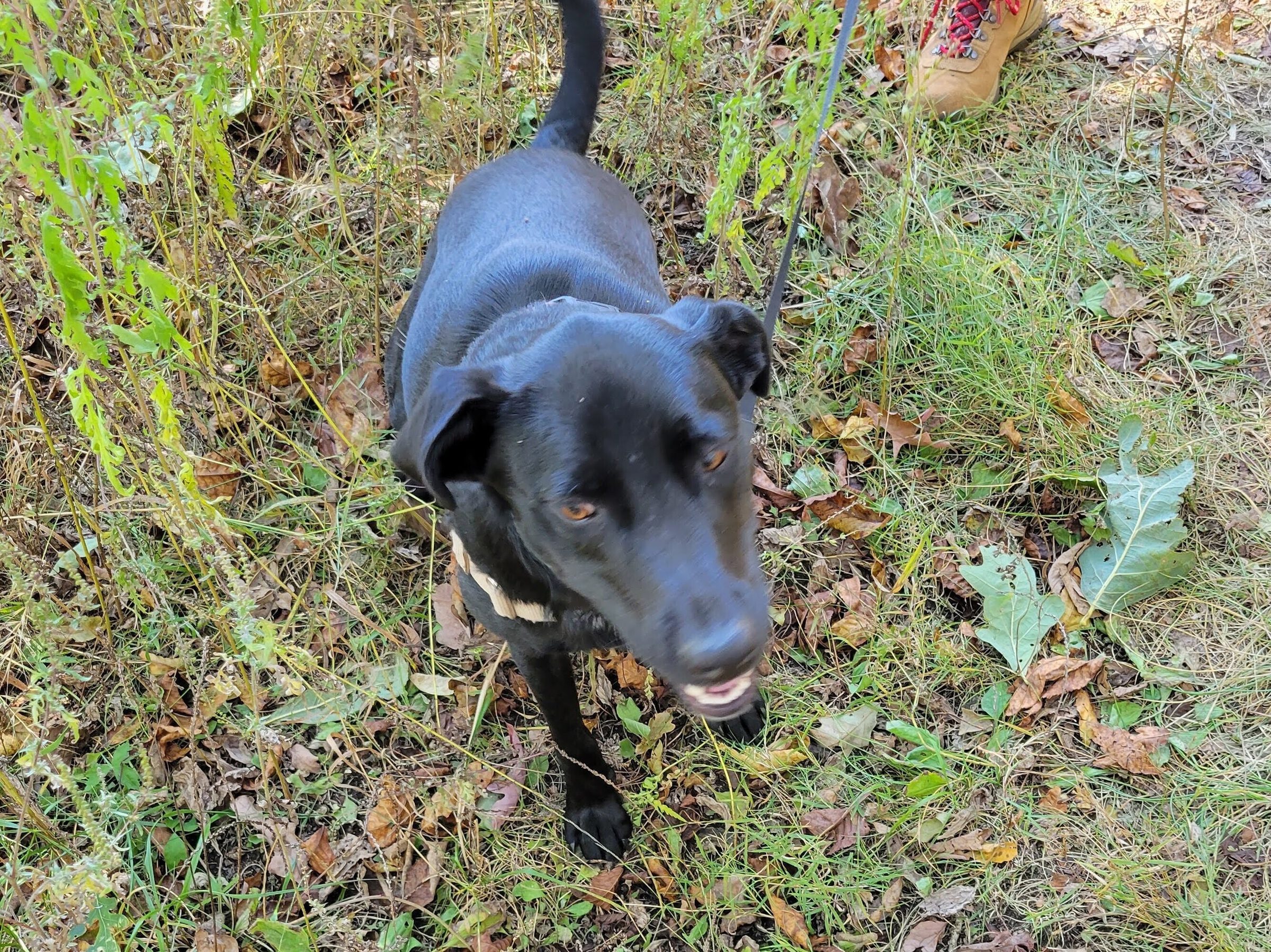 Toby is having a good time on Wolf Laurel Top.