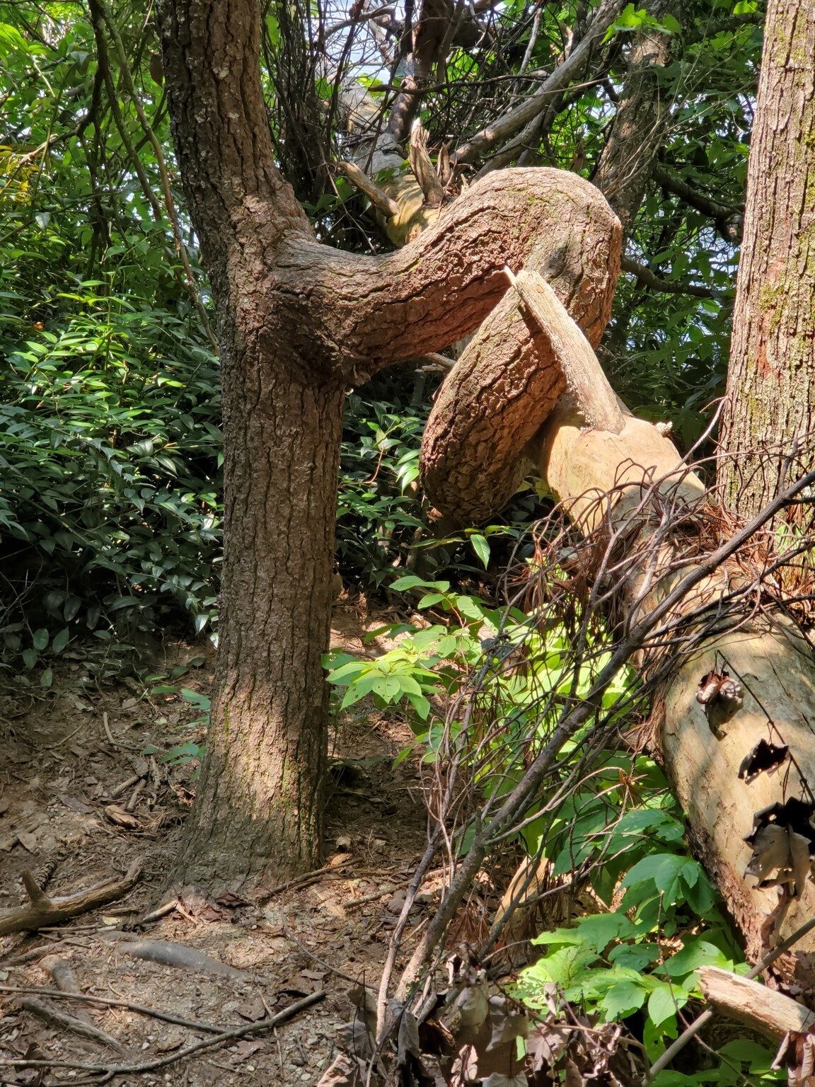 Amazing how this tree has grown around and supported a fallen tree.
