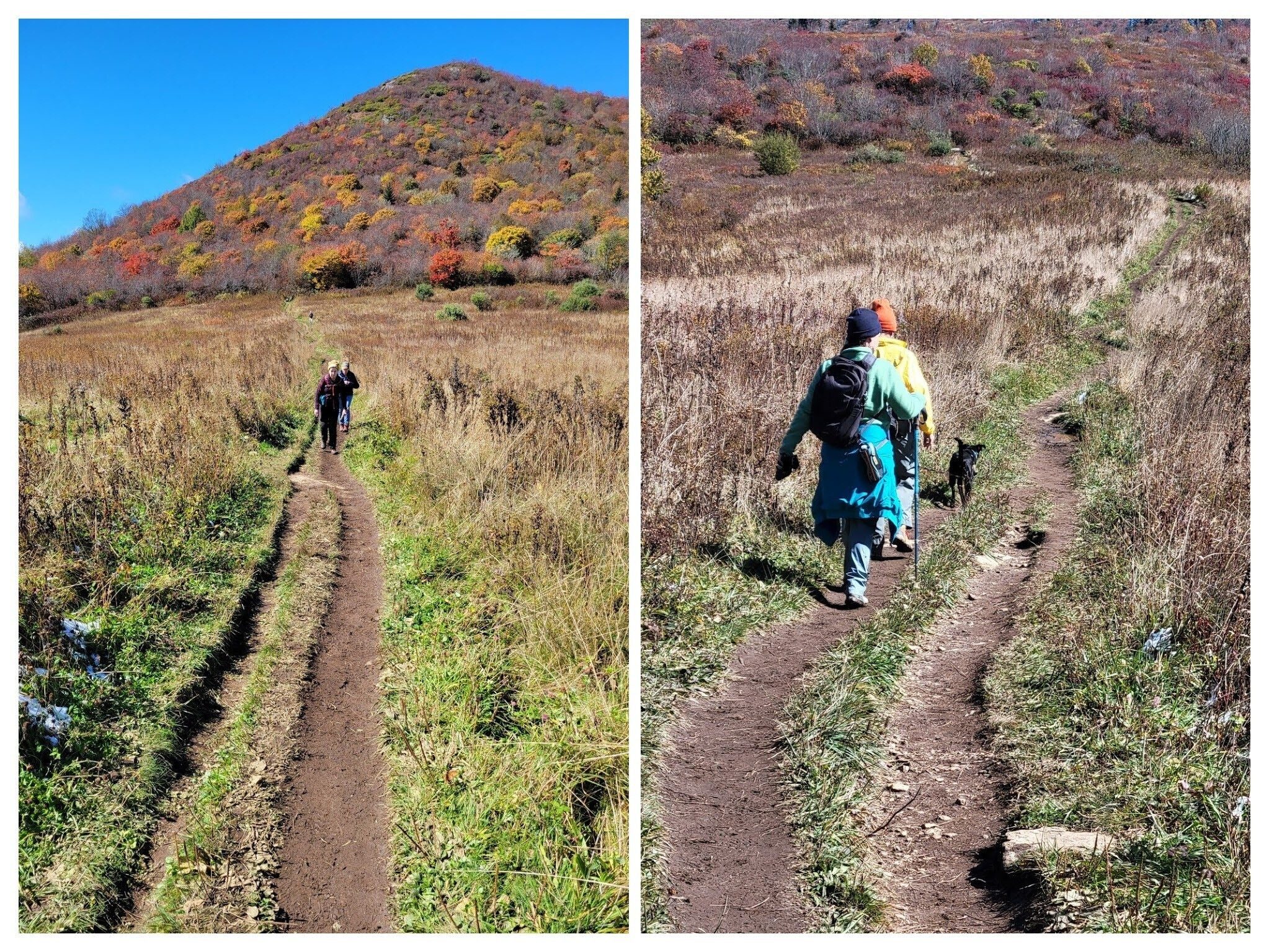 Across a large open area from Sam Knob on our way to Black Balsam Knob.  Sam Knob in the background.