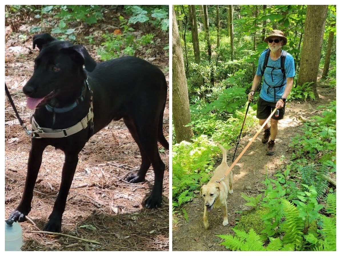 Our trail dogs seem to have a good time. . . Toby on the left, ever eager to get going, and Squirt, just sauntering along.