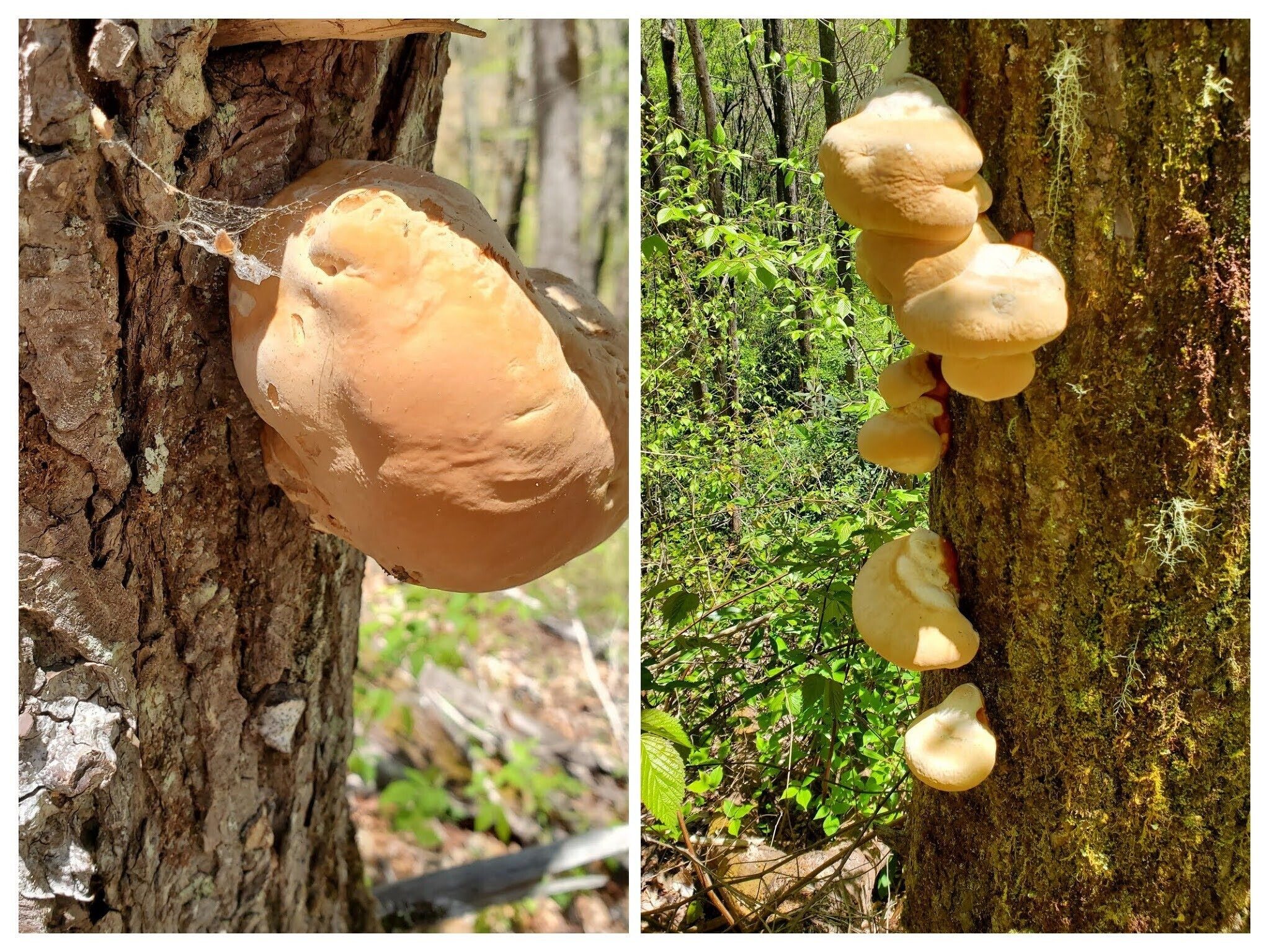 Interesting fungus on these trees.