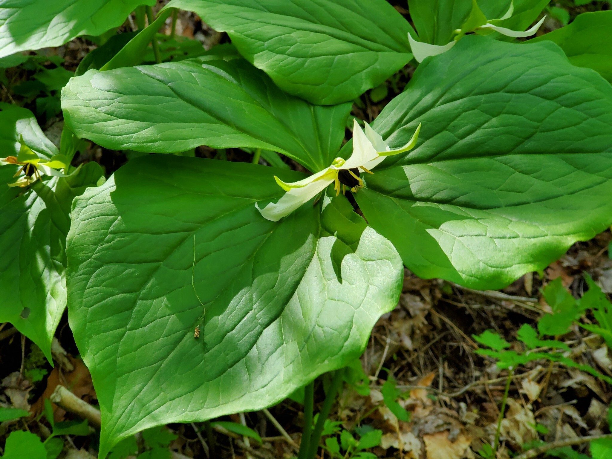 White Trillium "Stinking Benjamin" ???