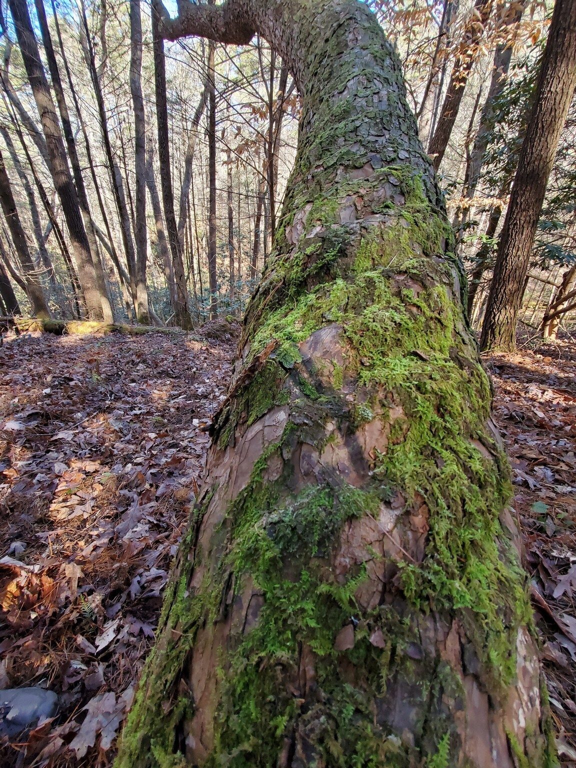 Interesting spiral pattern in the bark of this Pine accented by the moss.