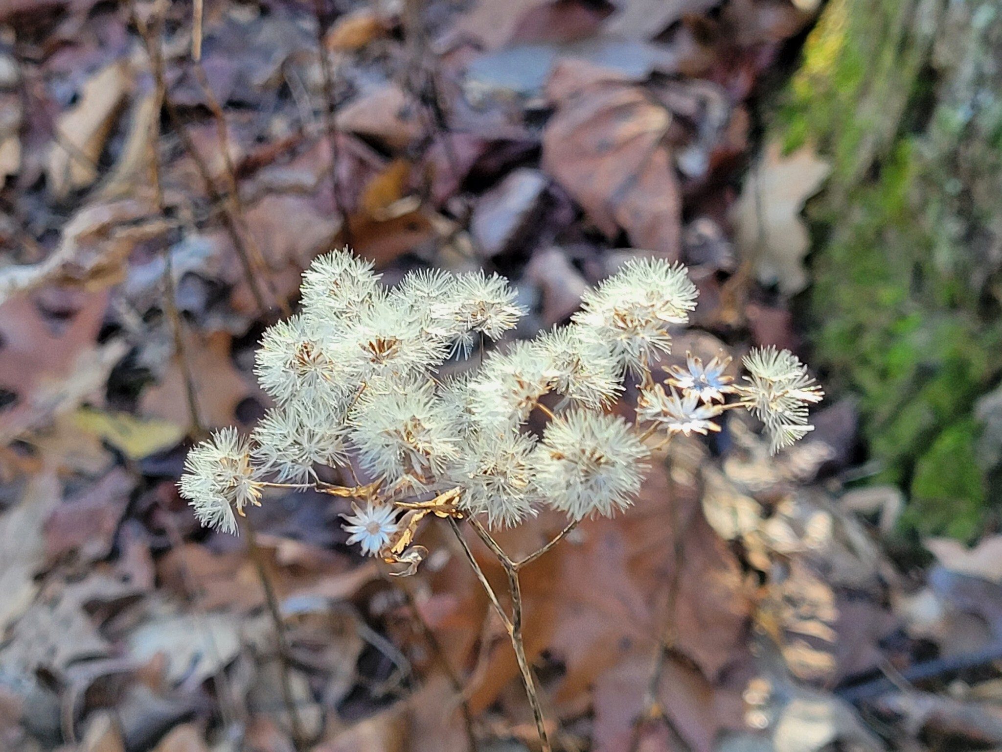 These seed pods were the closest thing to flowering wildflowers but still pretty in their own way.