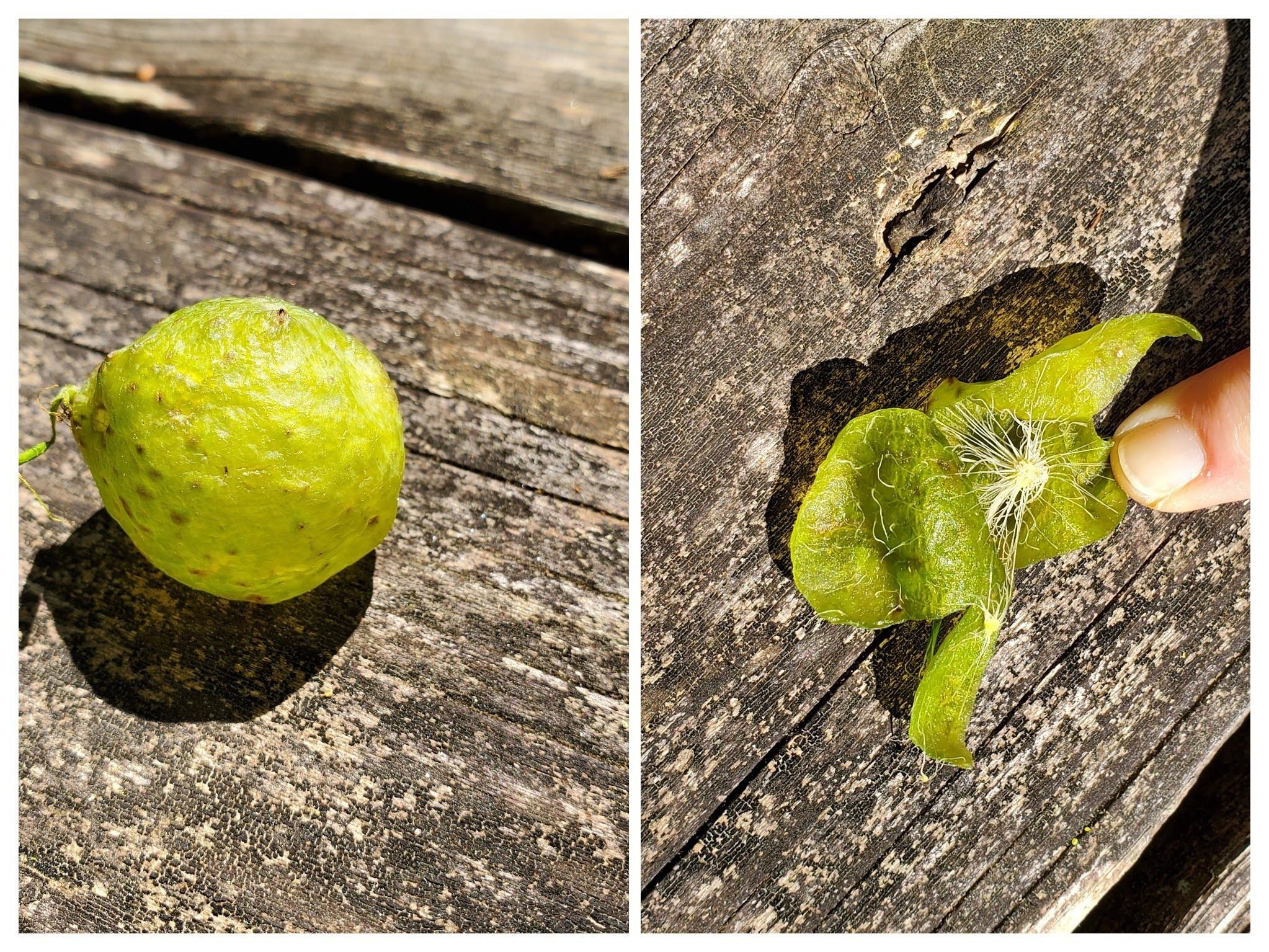 Ever seen the inside of a gall?