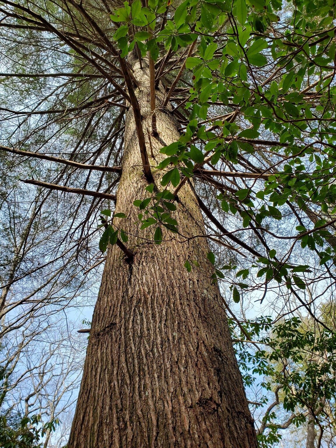 We passed through a number of large Hemlocks on our way down Slaughter Creek Trail that did not seem to be infected with Woolly Adelgids.