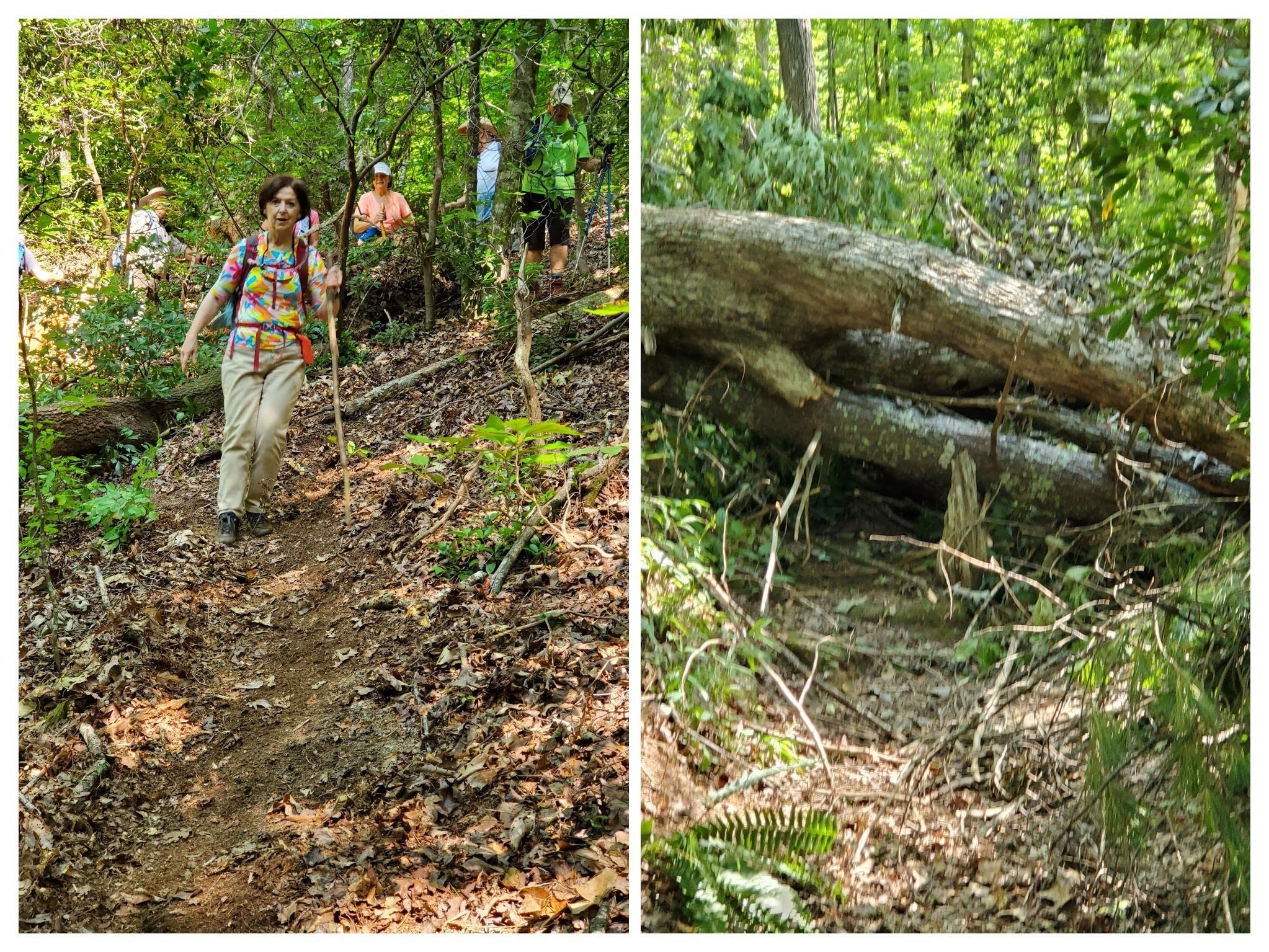 There was one large recently fallen tree across the trail.