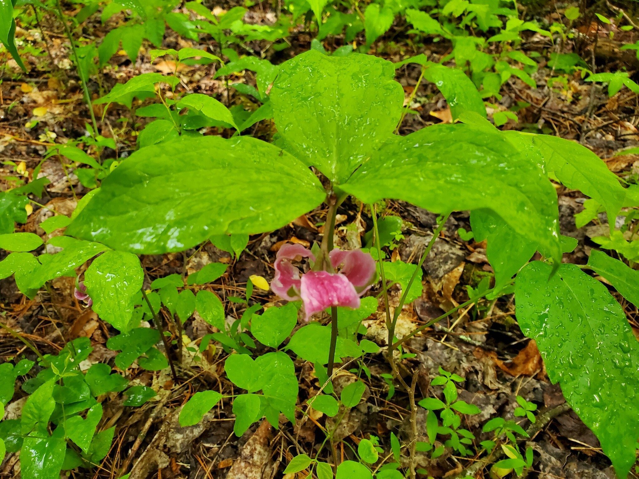 An example of Catesby's Trillium found along the trail.