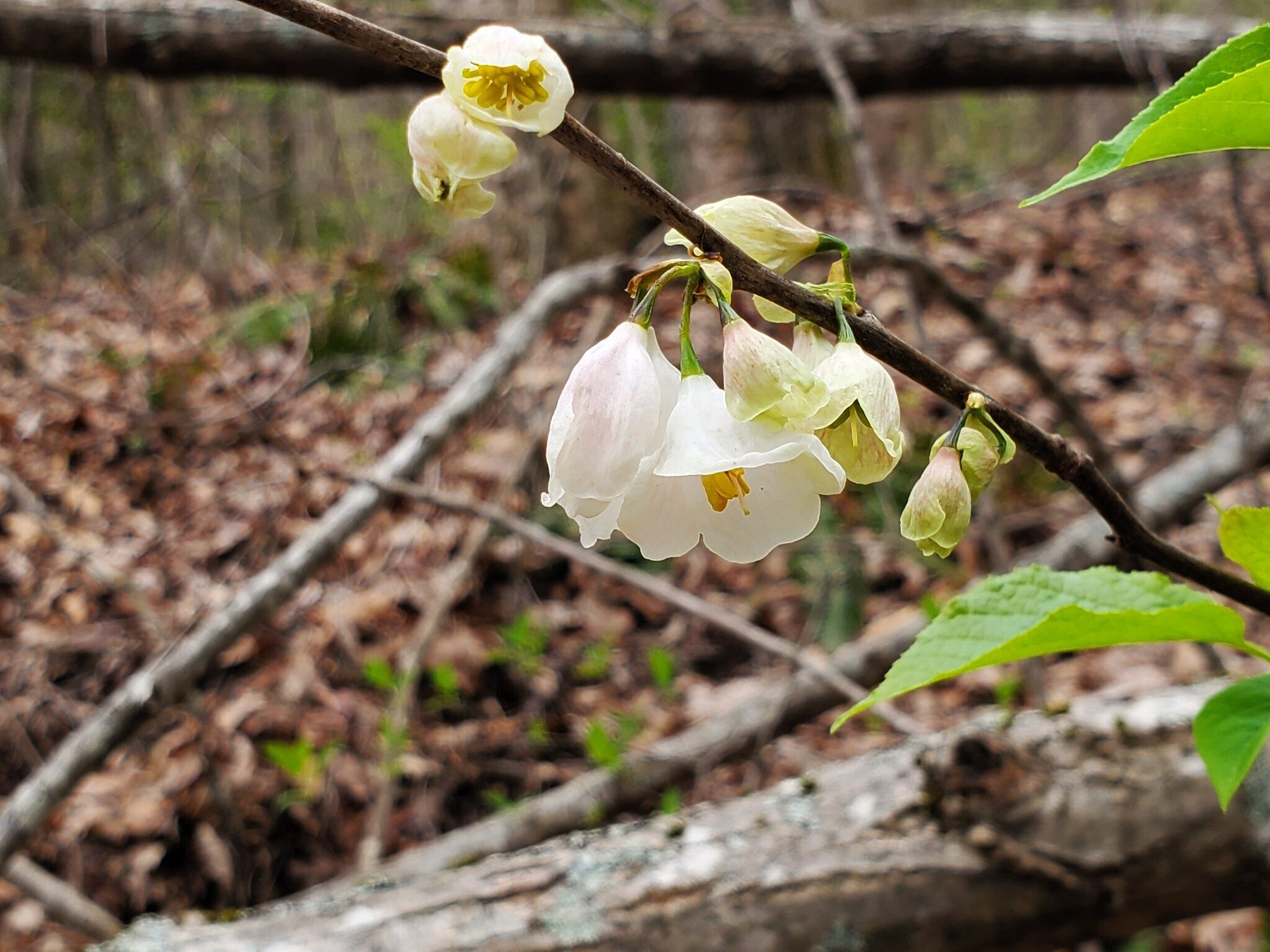 This example of a Carolina Silverbell was actually a young tree bent over toward the trail by a fallen tree.